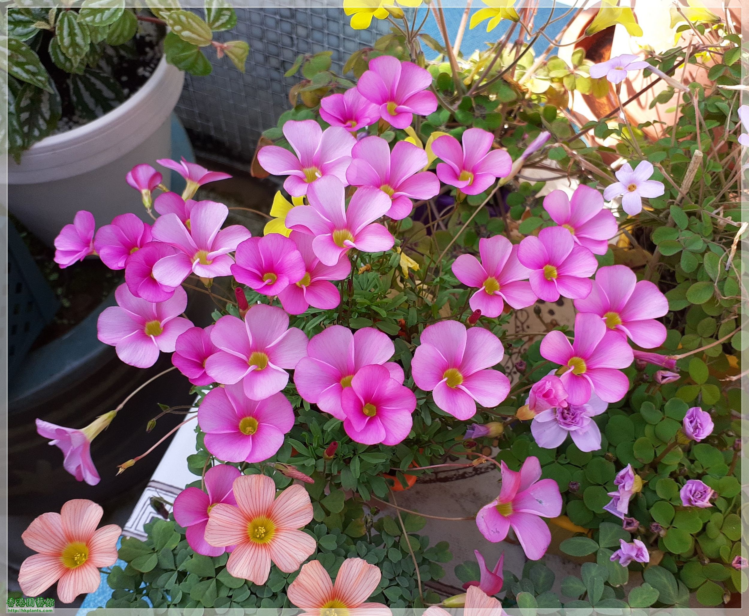 Oxalis Omar-2021-006.jpg