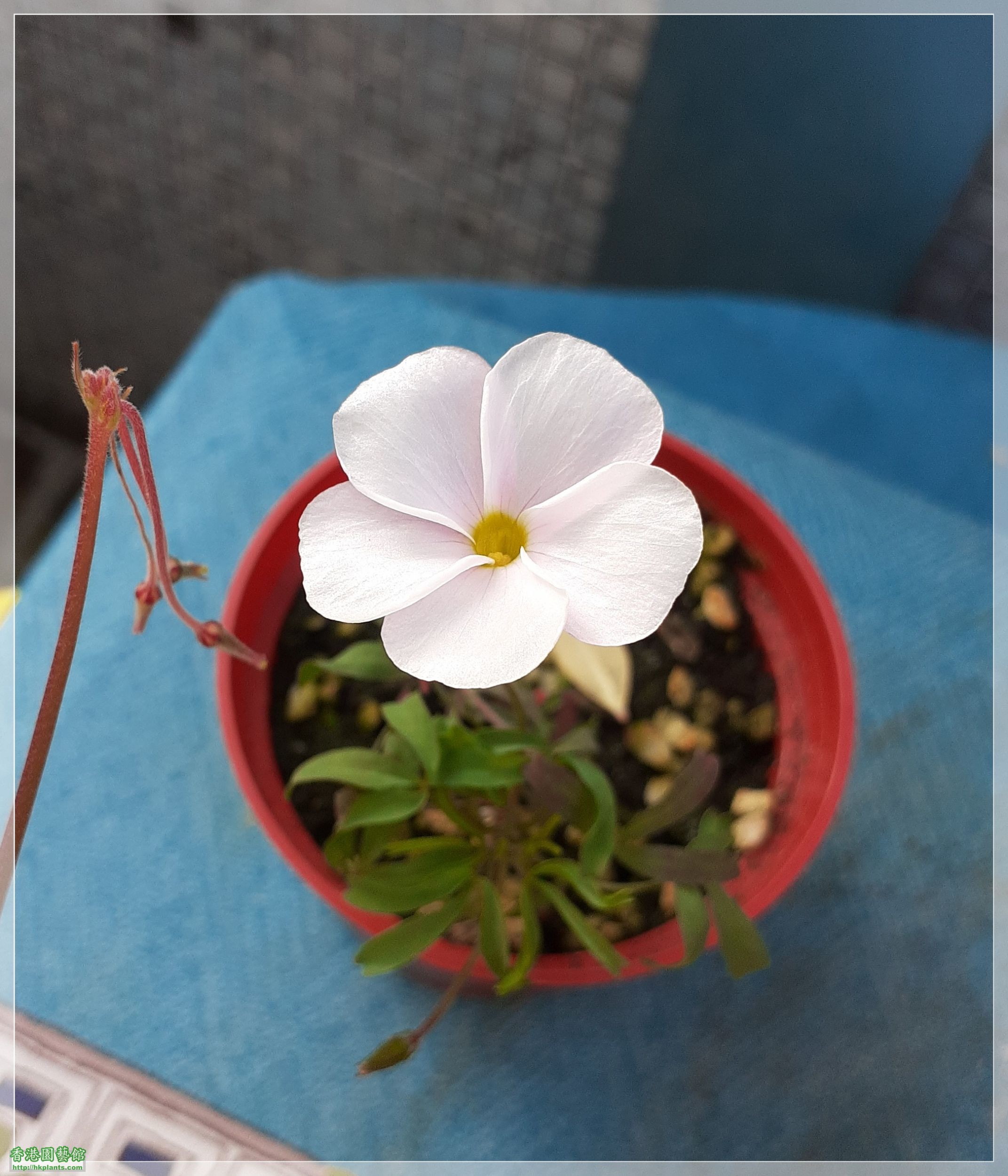 Oxalis  Glabra Pinky White-2021-005.jpg