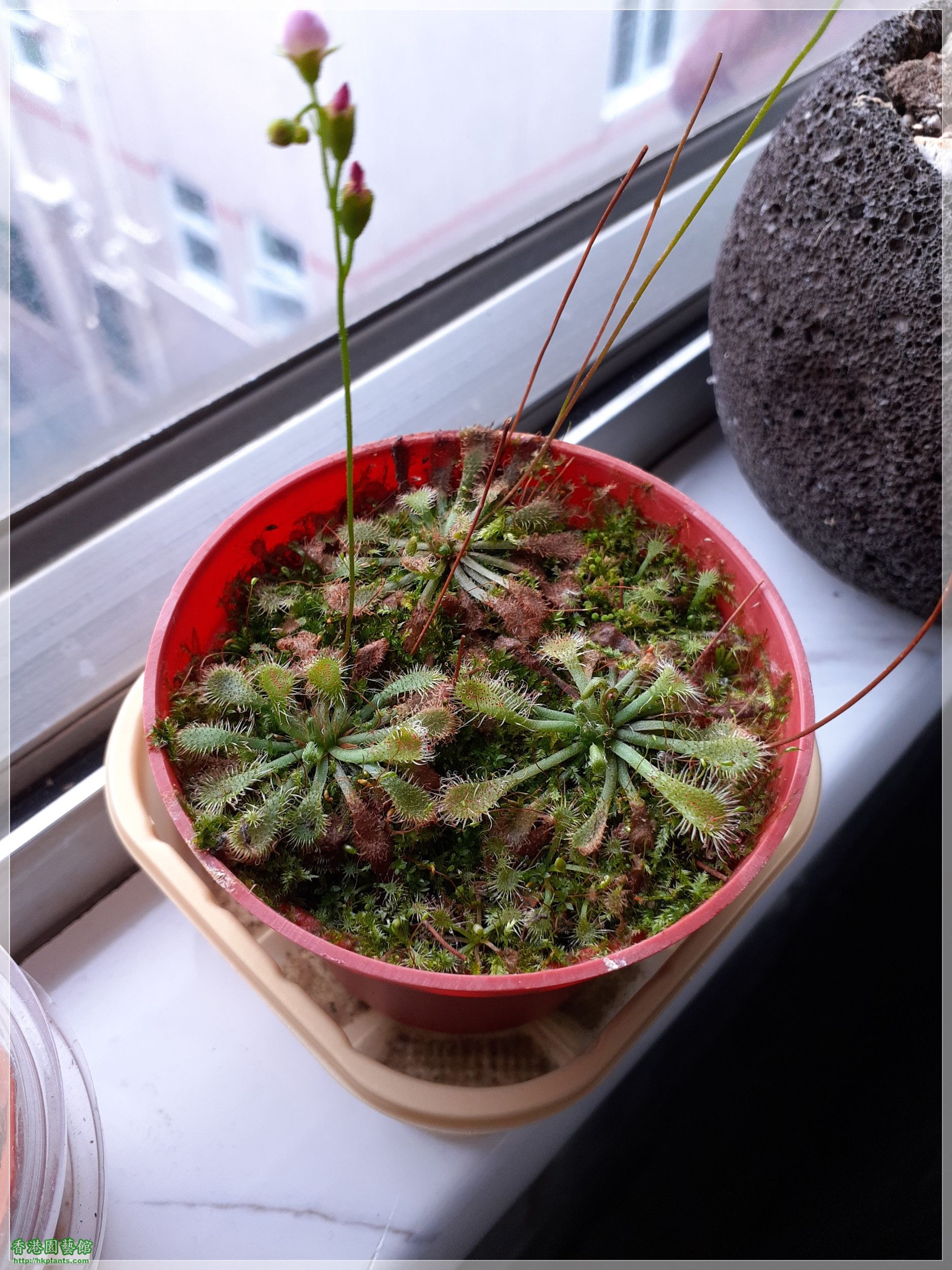 Drosera Spathulate var. Lovellae-2022-A002.jpg