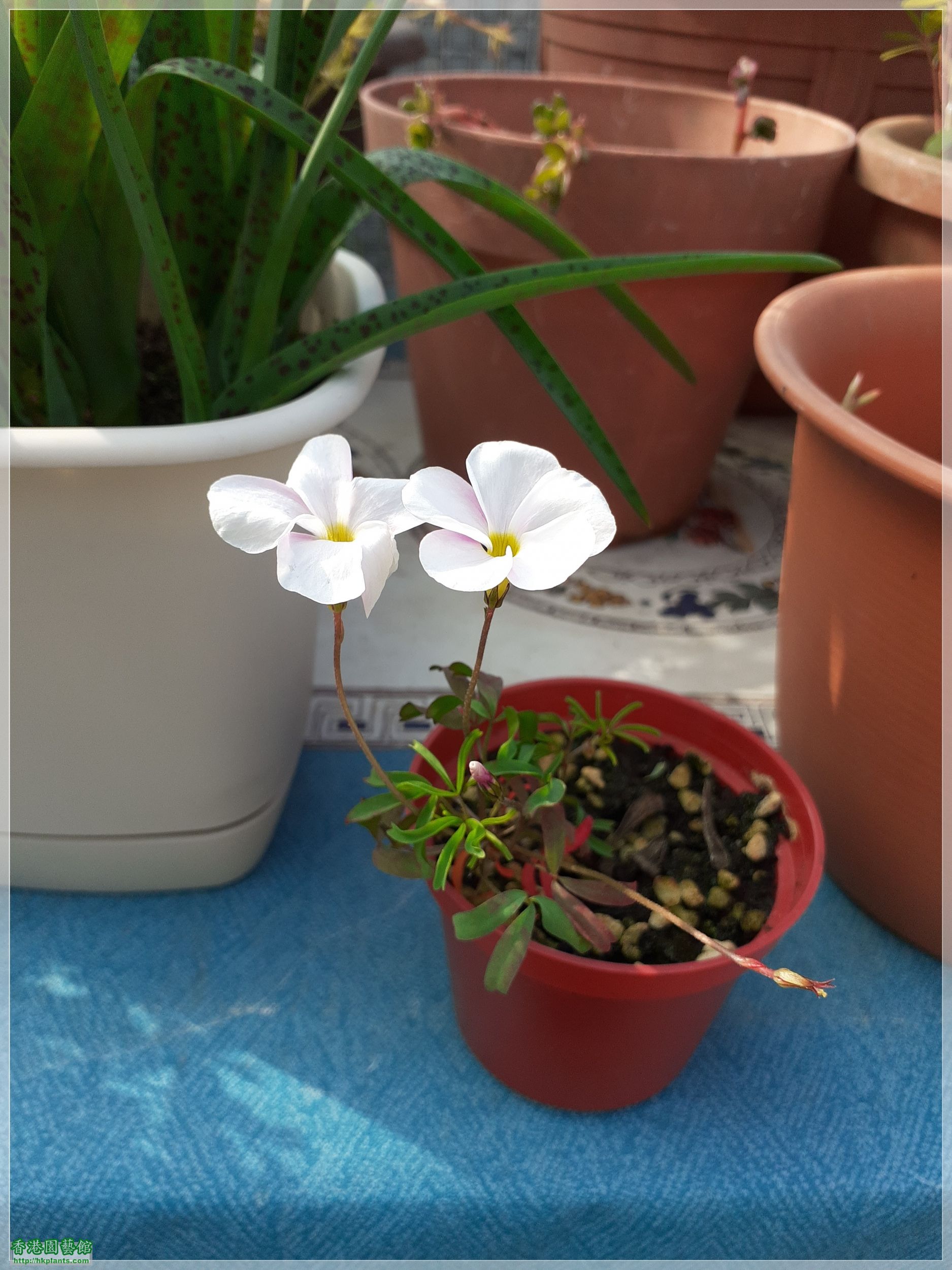 Oxalis  Glabra Pinky White-2021-006.jpg