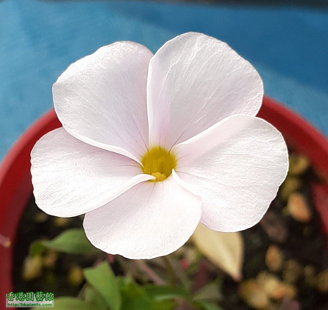 Oxalis  Glabra Pinky White-2021-005.jpg