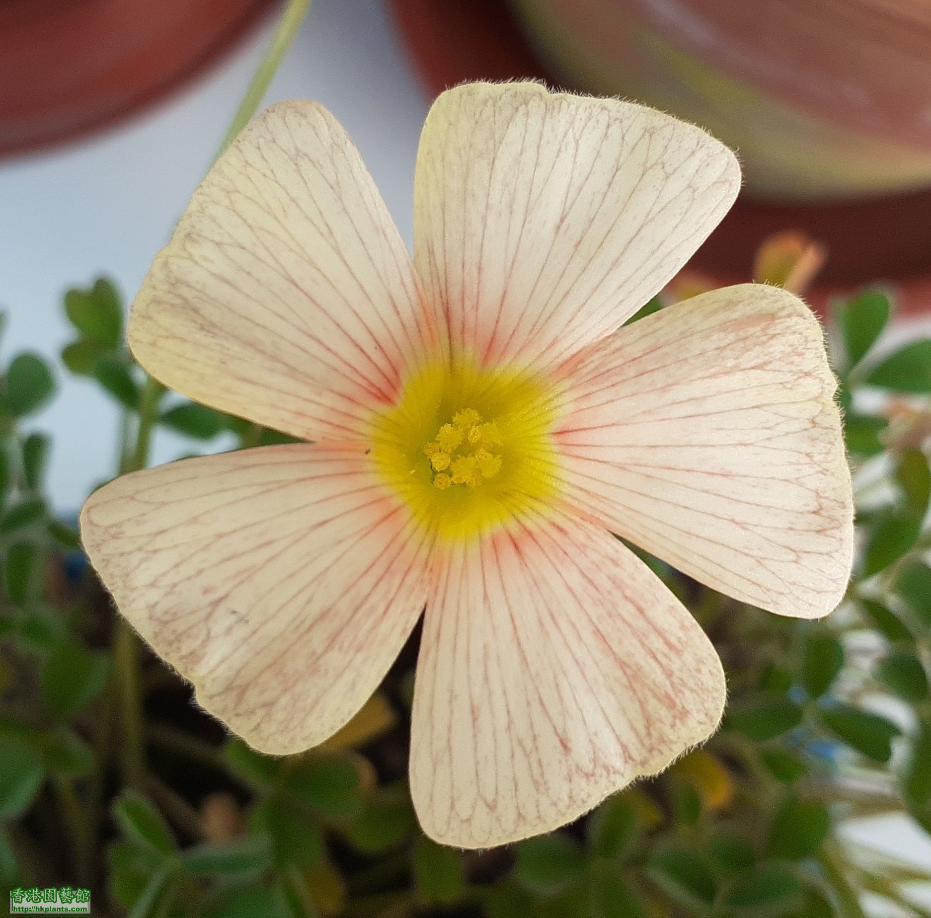 Oxalis Obtusa Cream Puff-2021-005.jpg