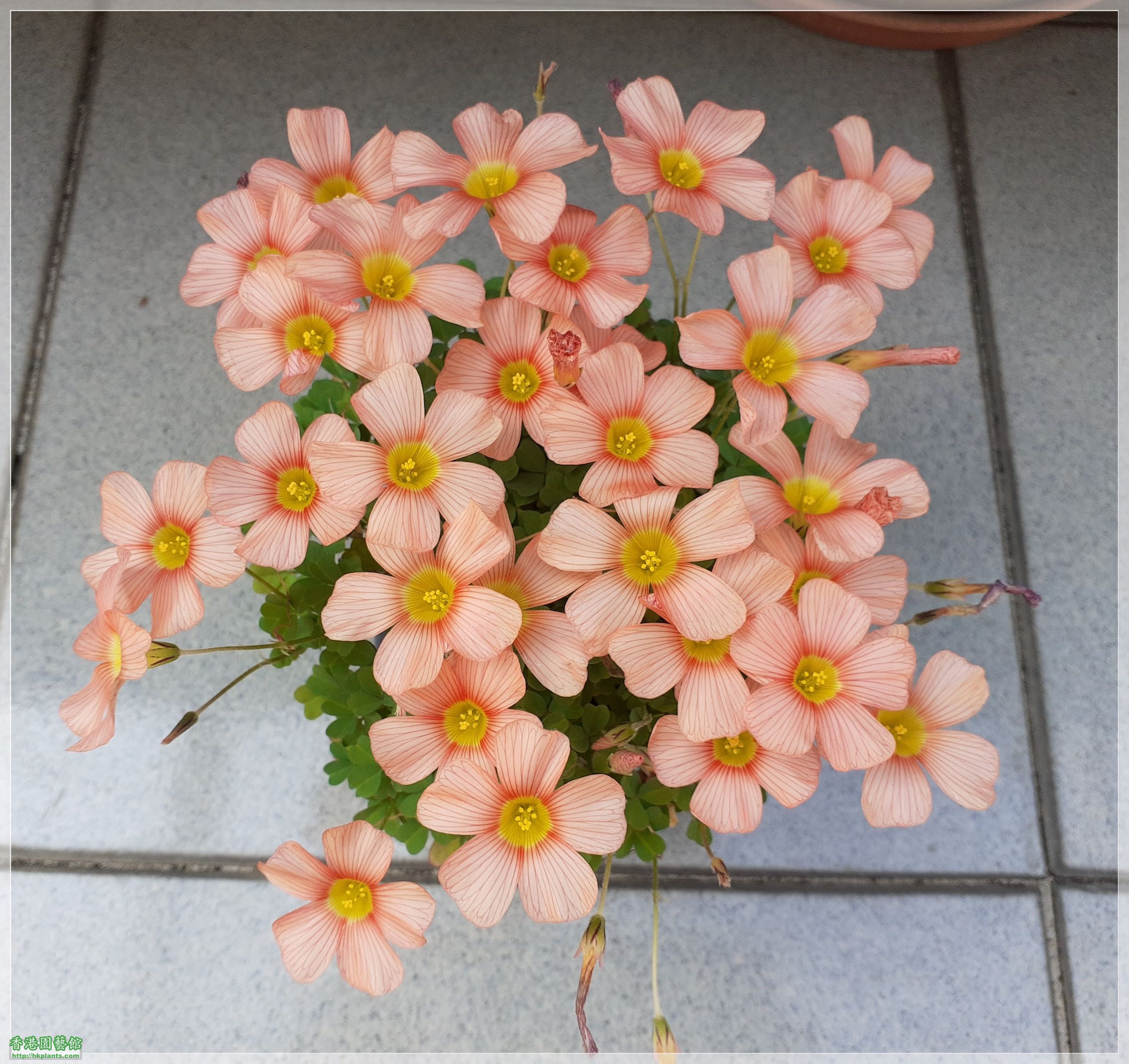 Oxalis Obtusa &#039;Polished Copper&#039;-2021-012.jpg