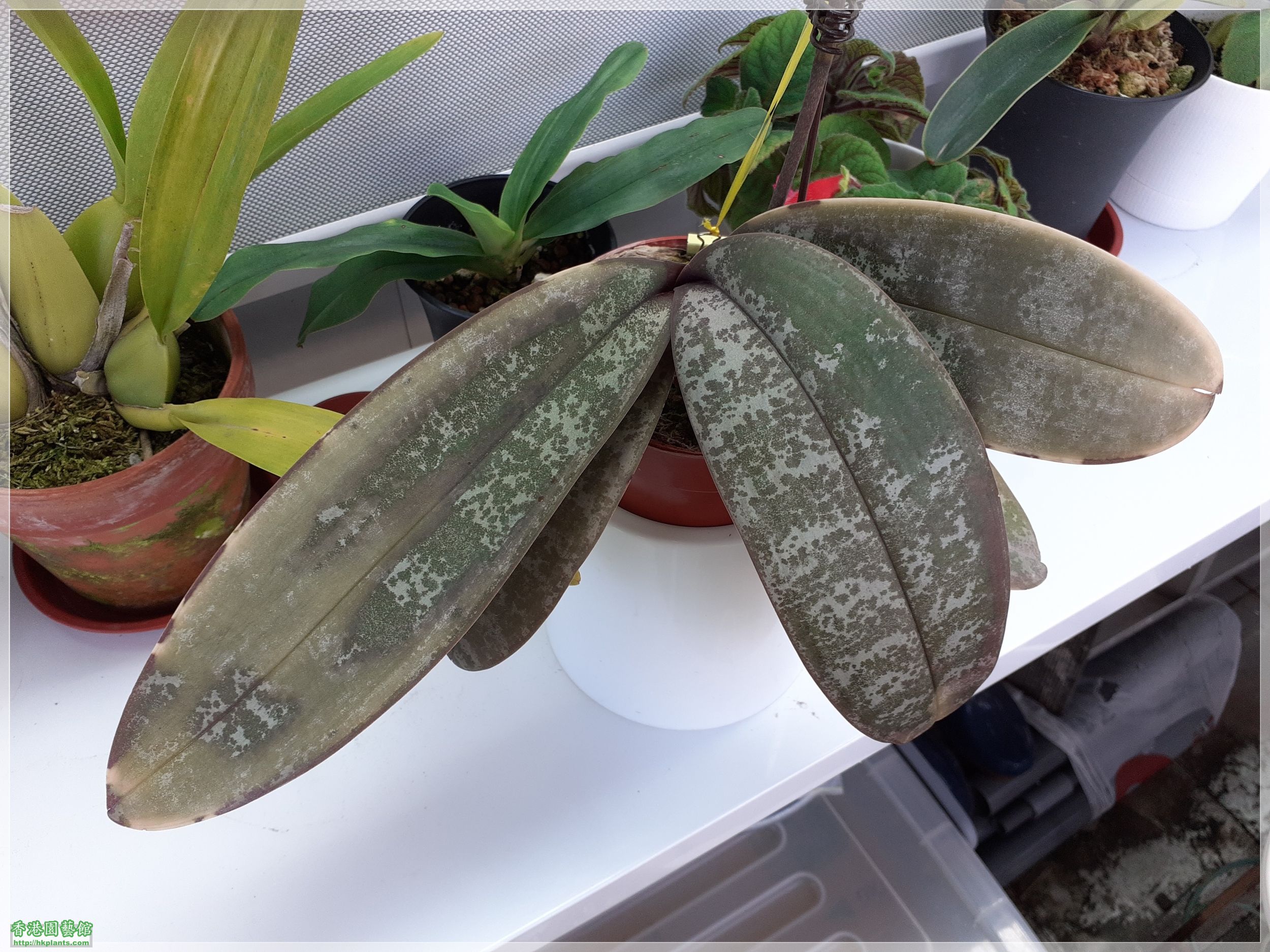 Phalaenopsis schilleriana-2022-007.jpg