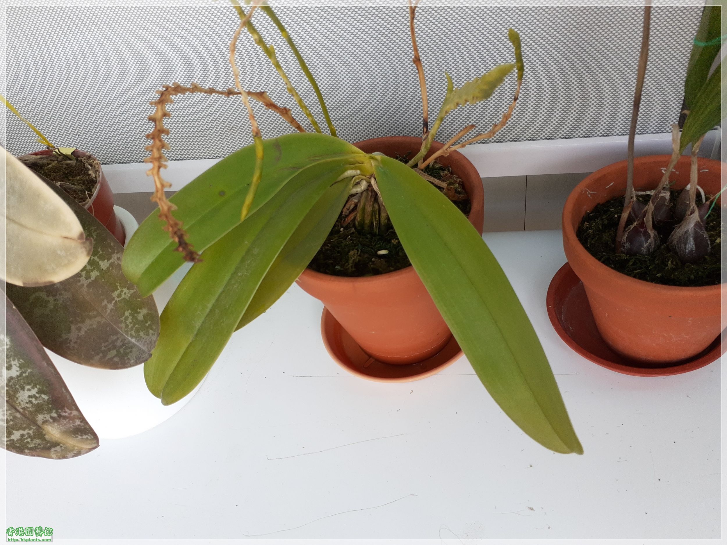 Phalaenopsis cornu-cervi var forma chattaladae 4n-2022-002.jpg