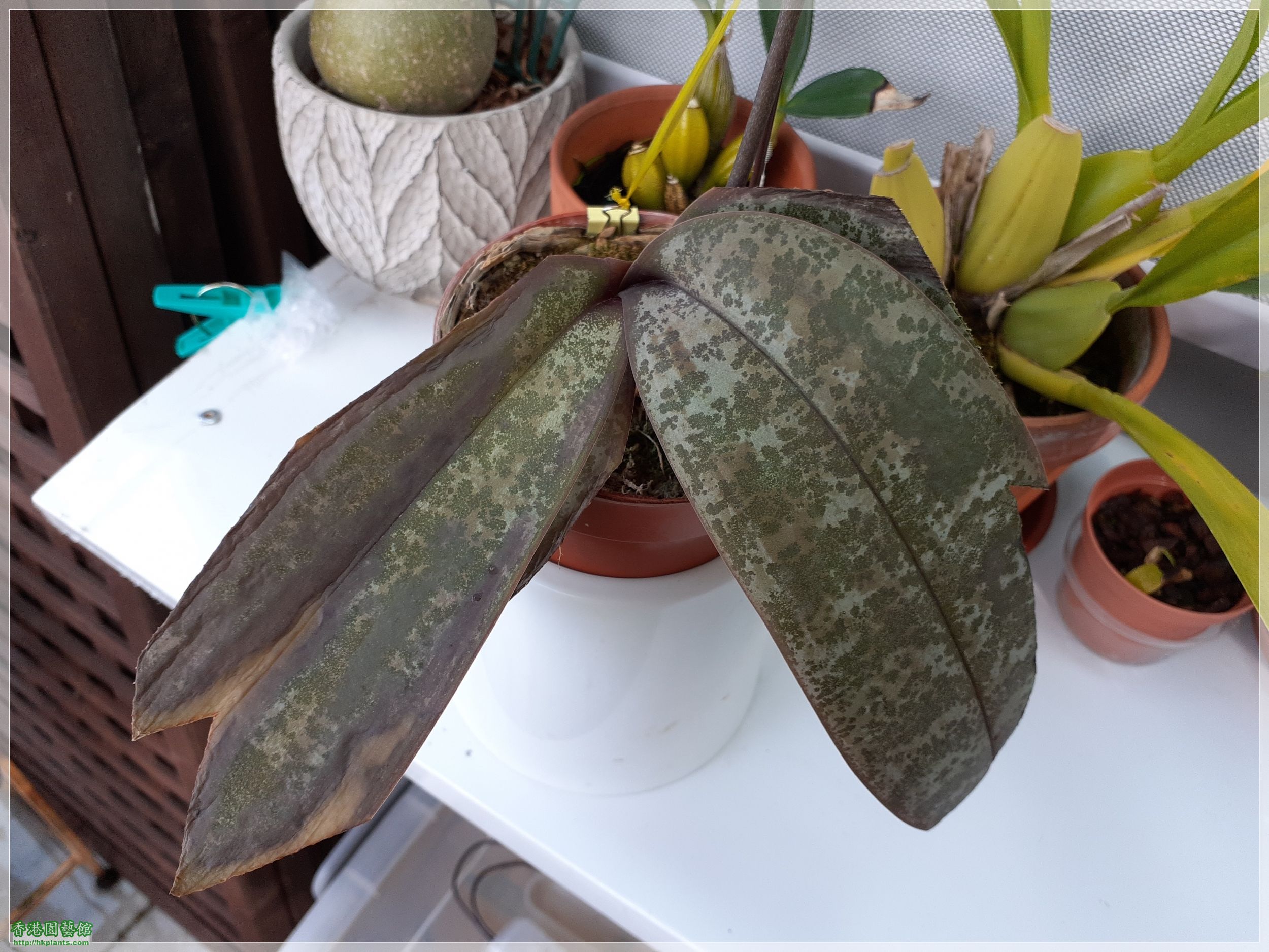 Phalaenopsis schilleriana-2022-009.jpg