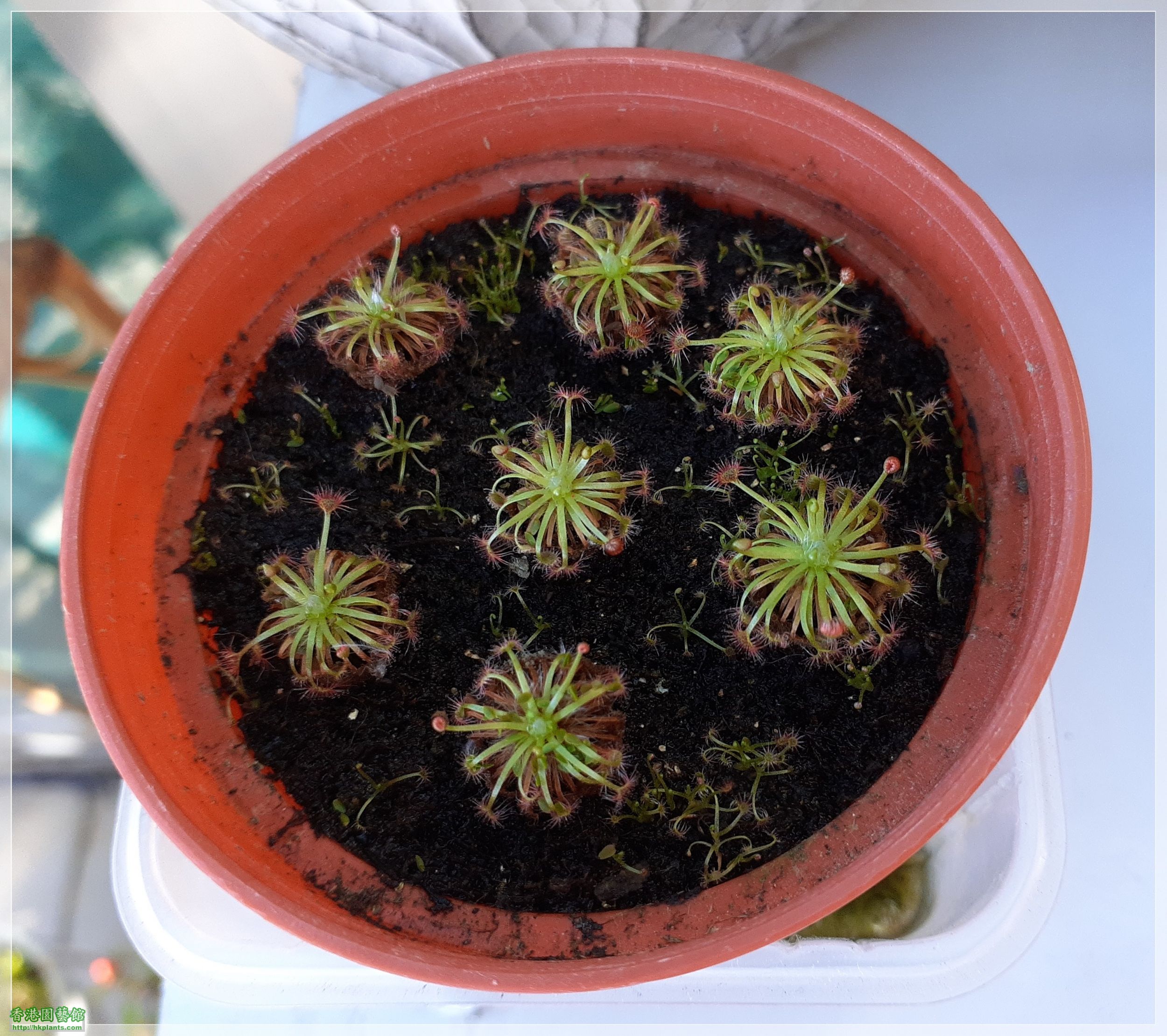 Drosera Carbarup-2022-A003.jpg