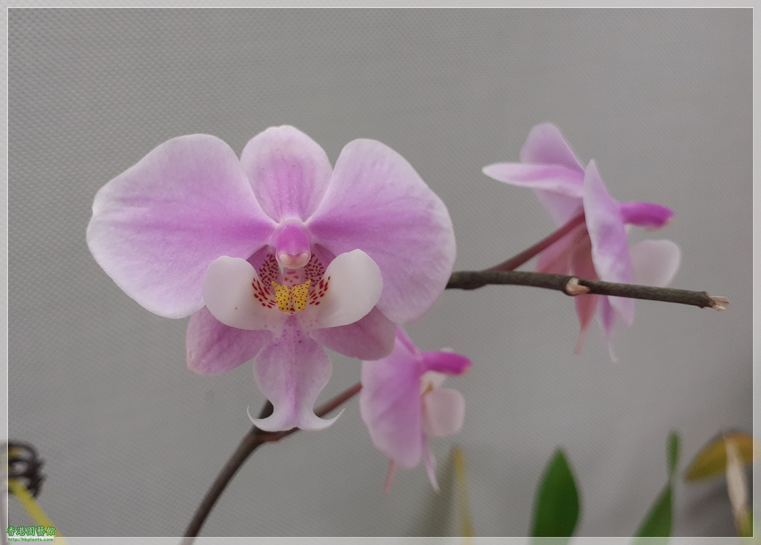 Phalaenopsis schilleriana-2022-008.jpg