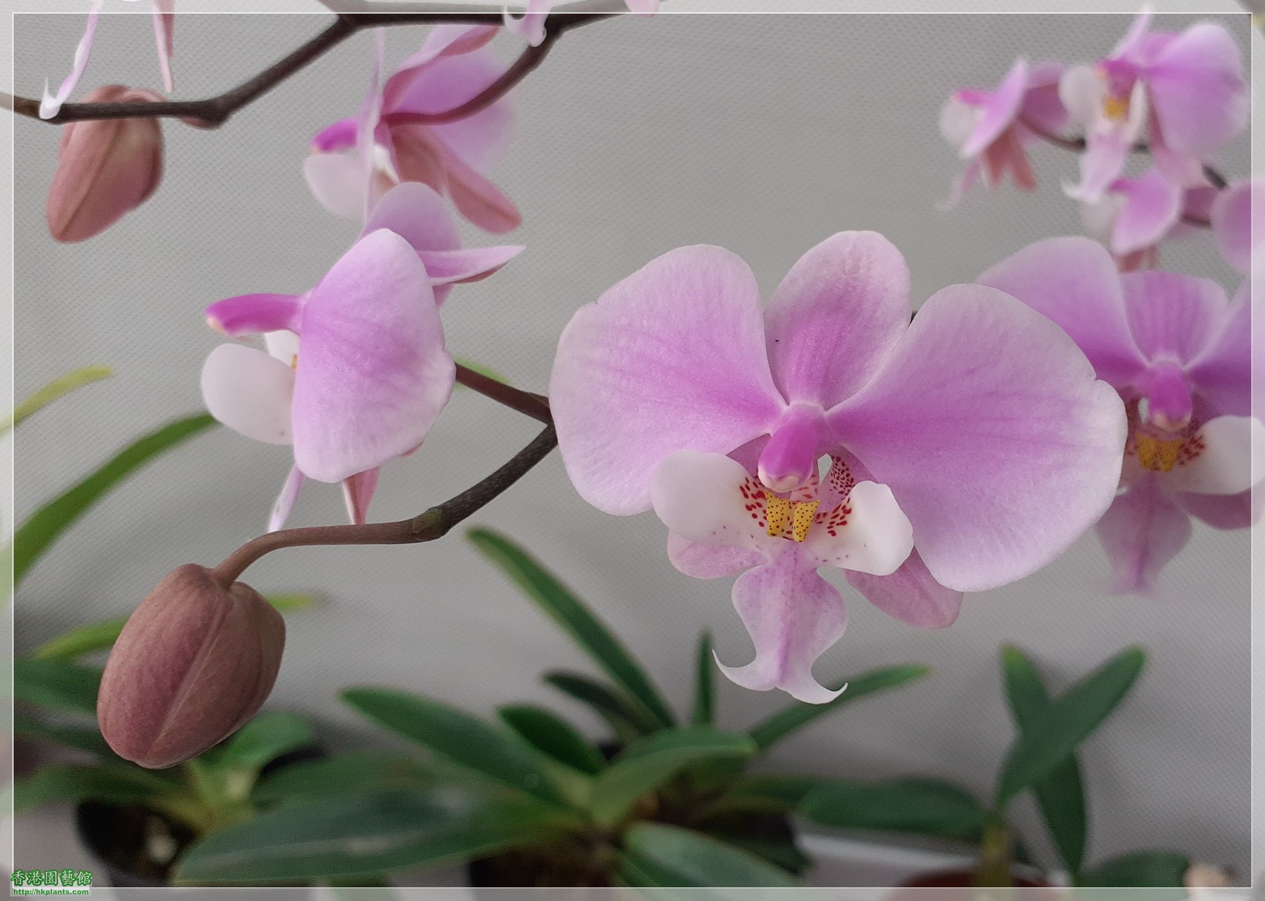 Phalaenopsis schilleriana-2022-009.jpg