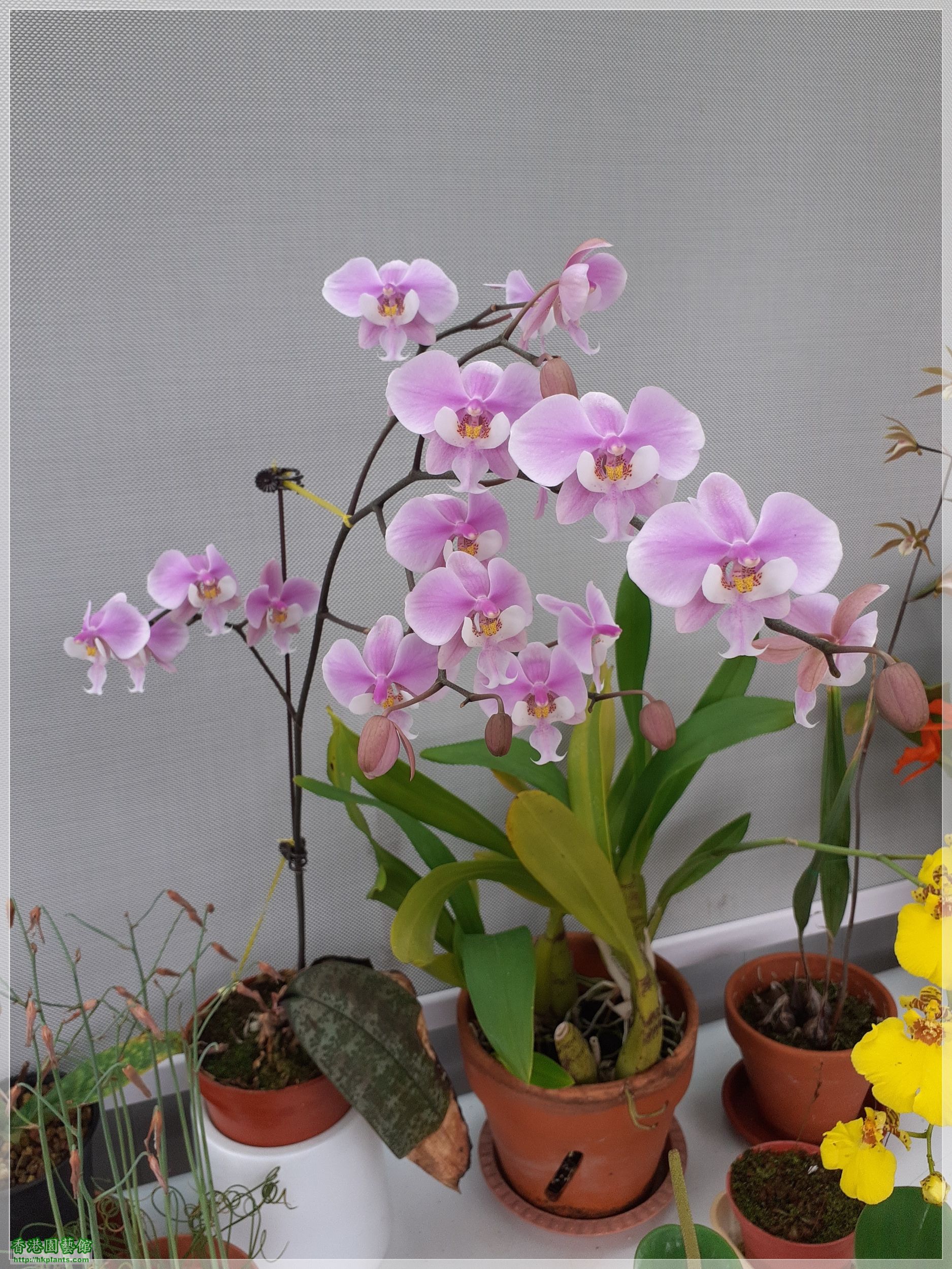 Phalaenopsis schilleriana-2022-011.jpg