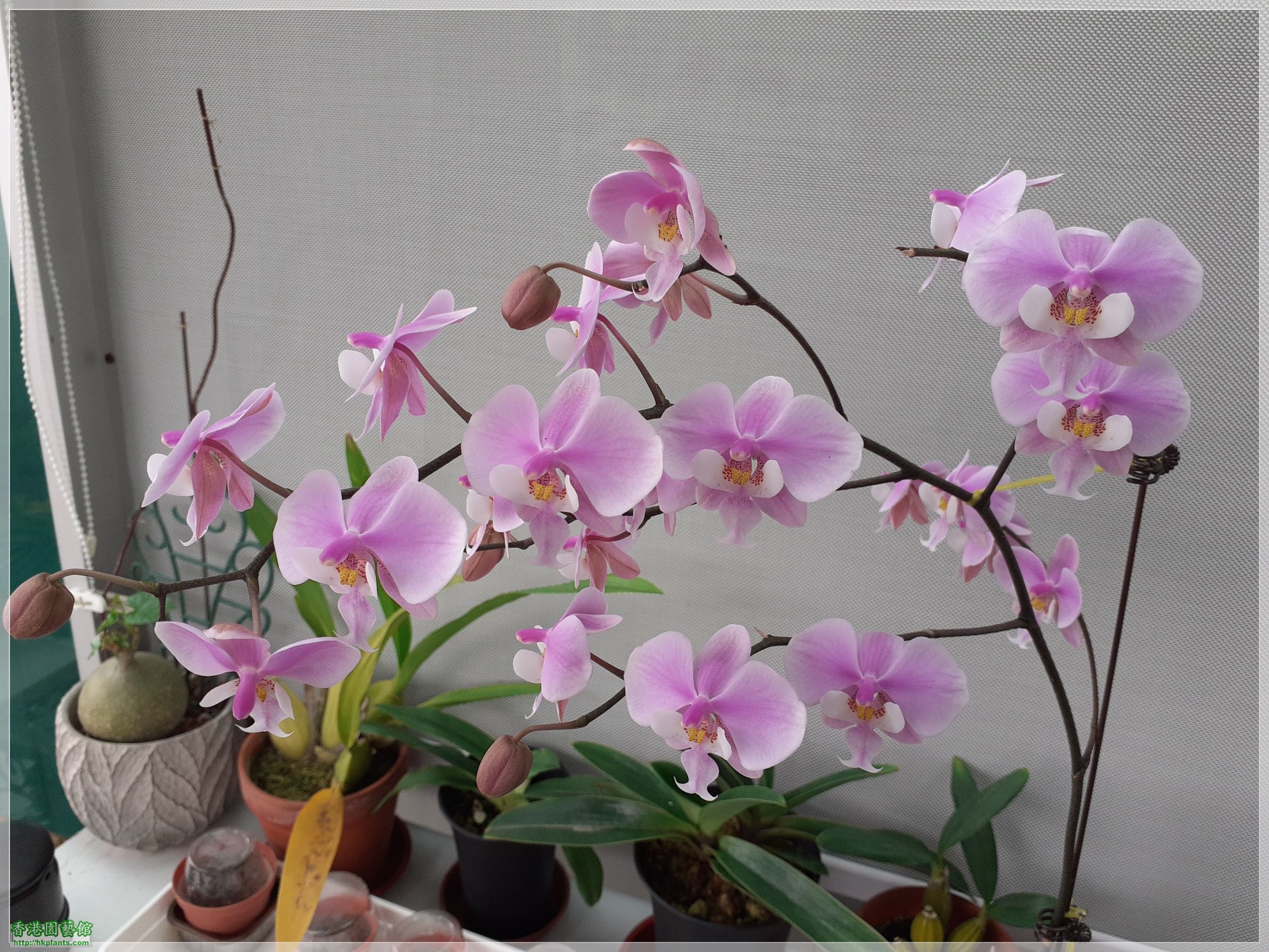 Phalaenopsis schilleriana-2022-013.jpg