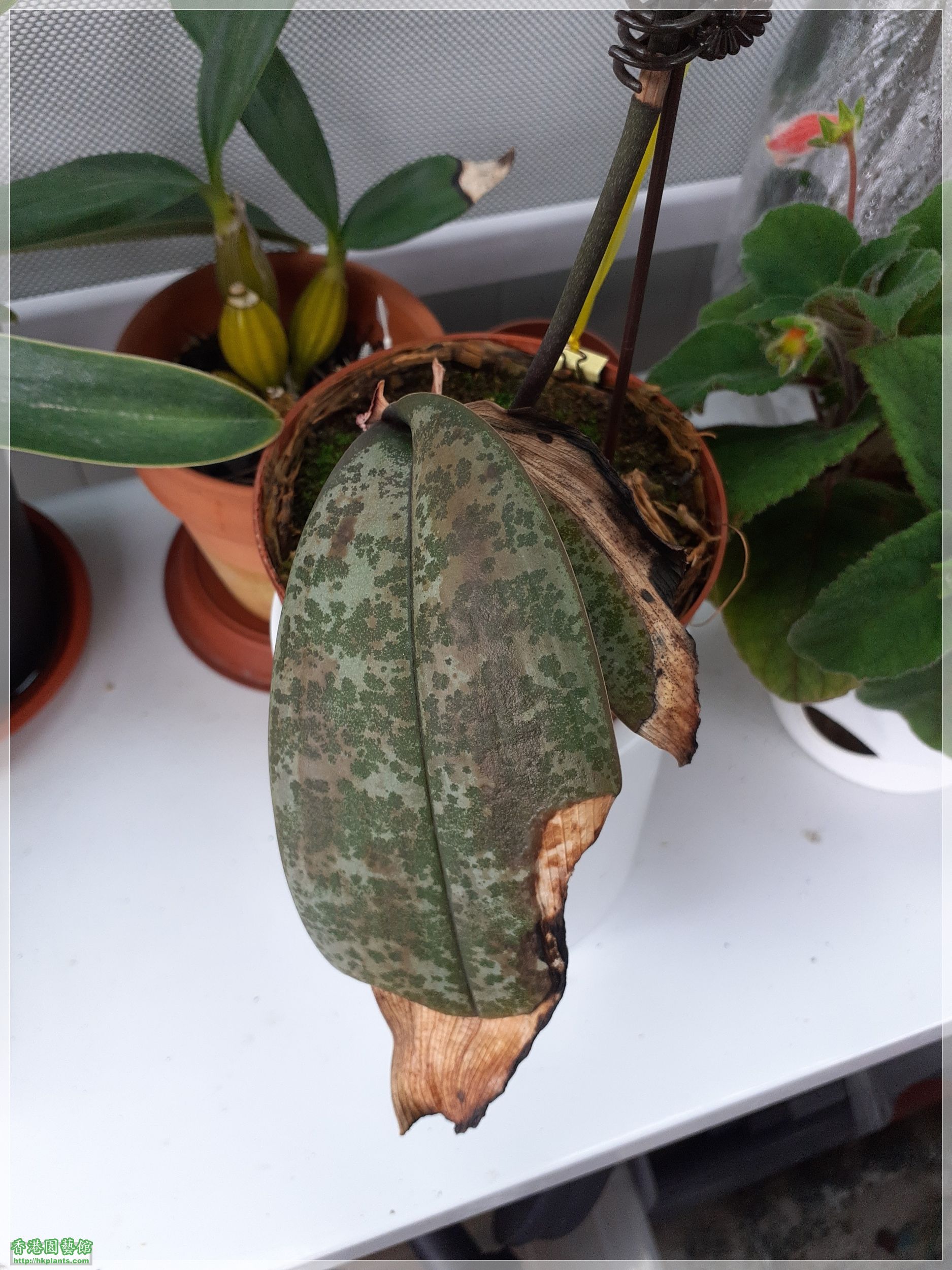 Phalaenopsis schilleriana-2022-014.jpg