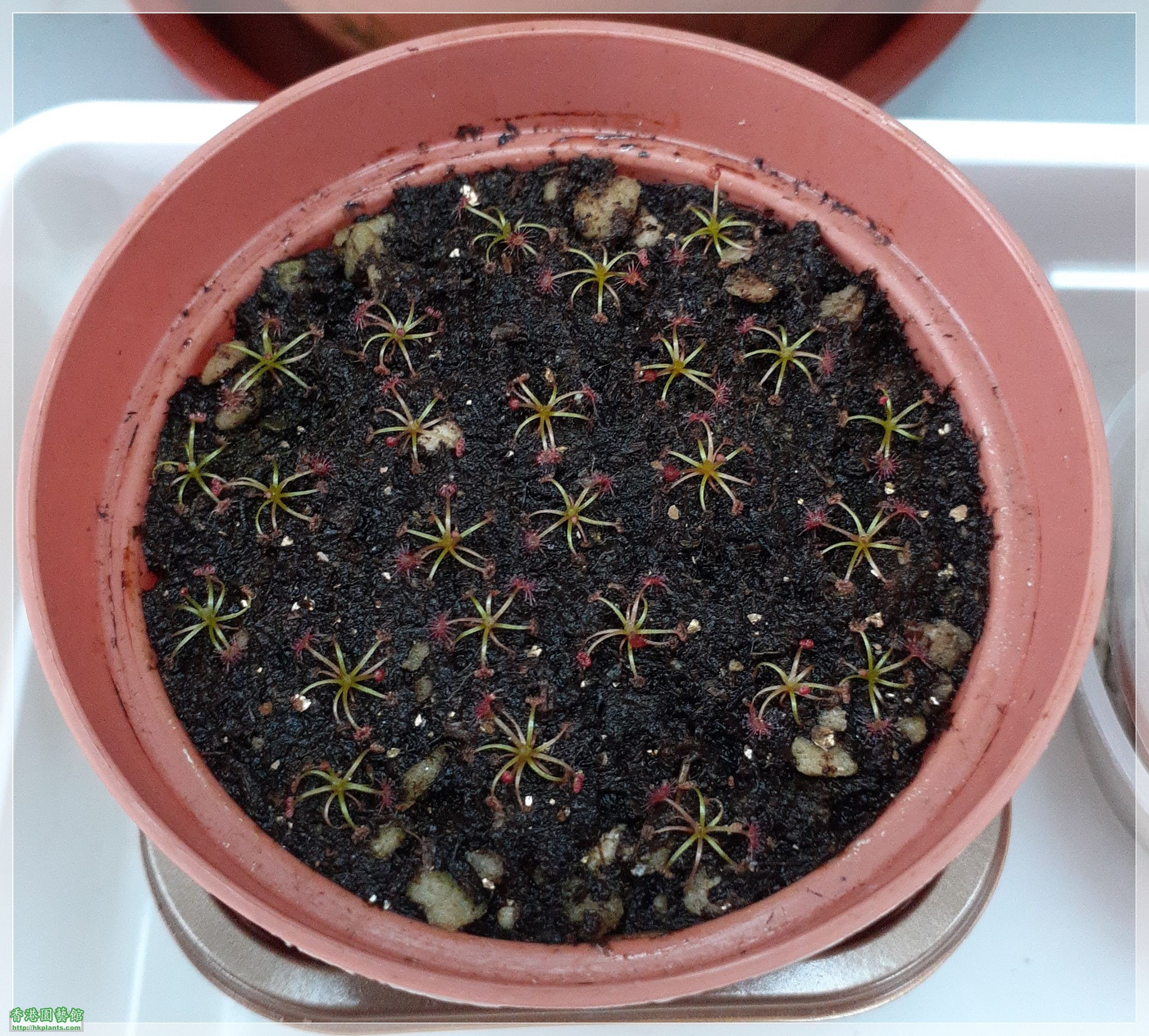 Drosera Carbarup-2022-B009.jpg