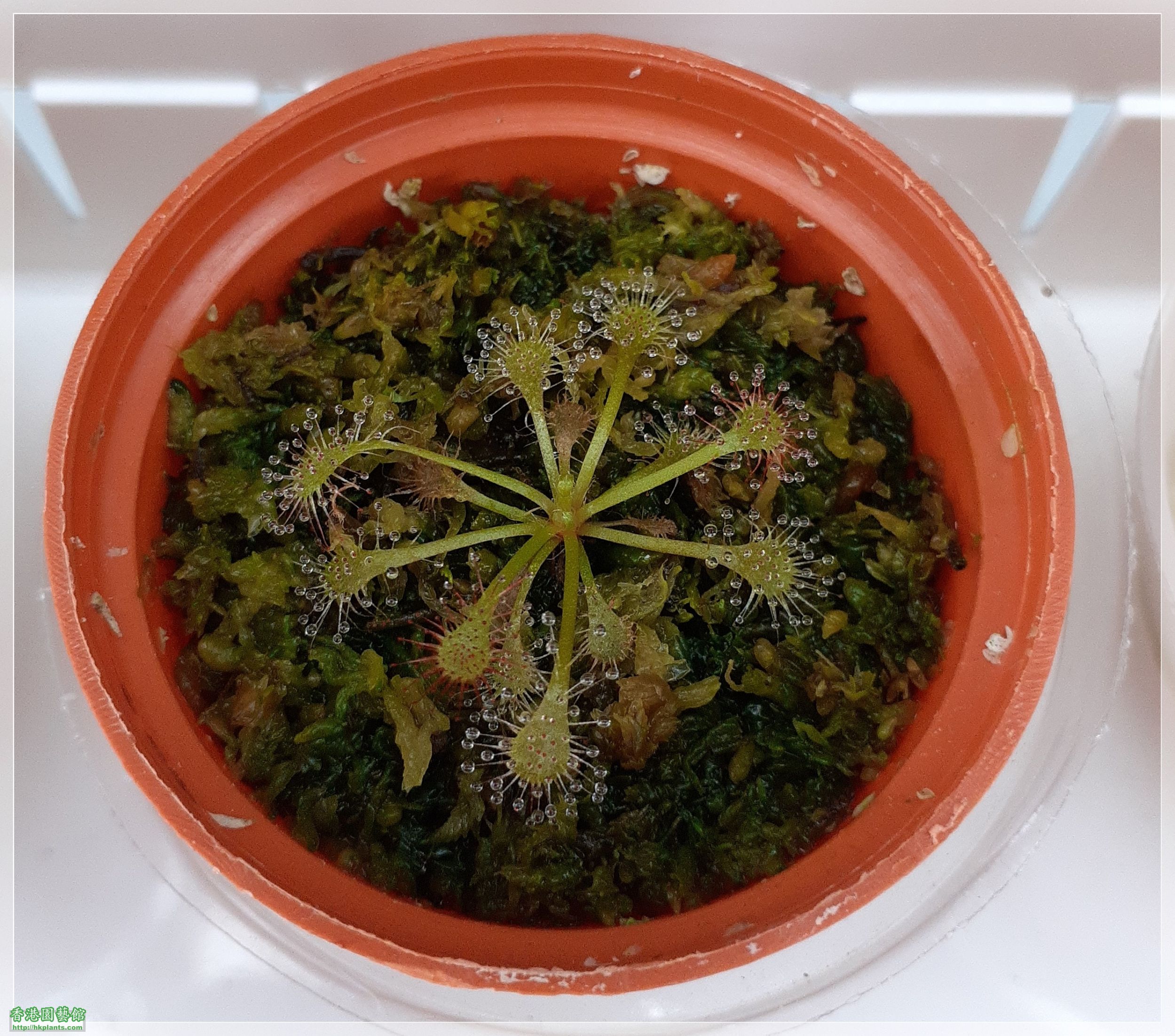 Drosera Spathulate var. Lovellae-2022-D003.jpg