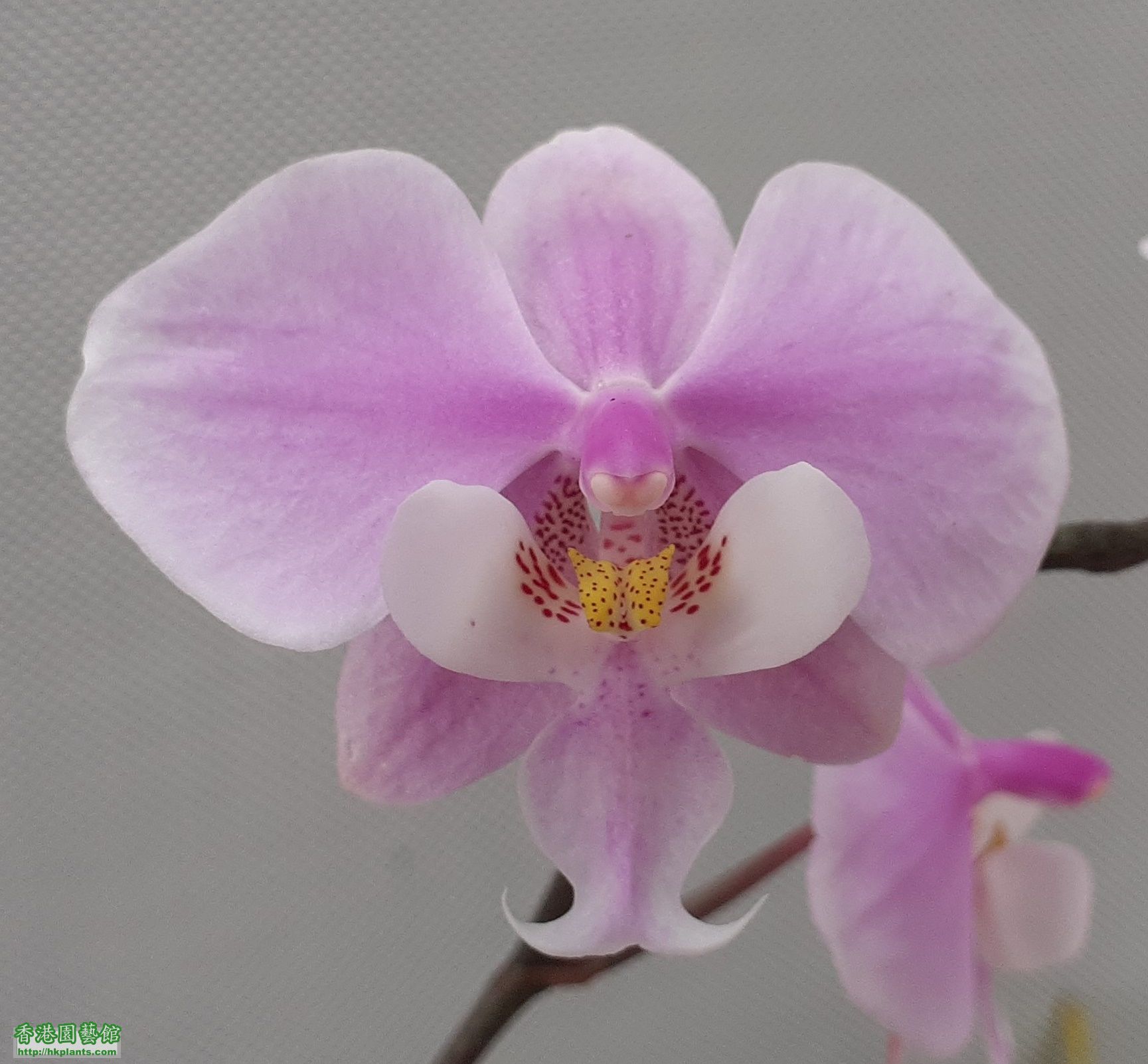 Phalaenopsis schilleriana-2022-008.jpg