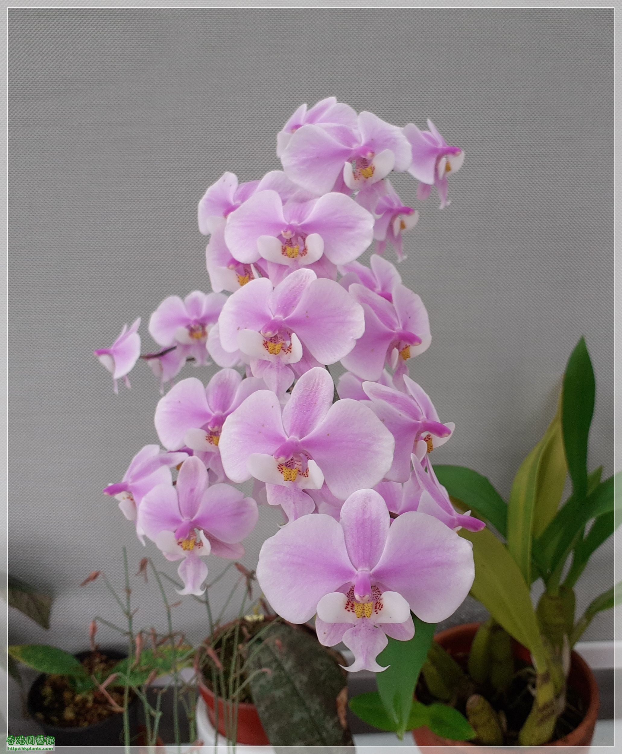 Phalaenopsis schilleriana-2022-015.jpg