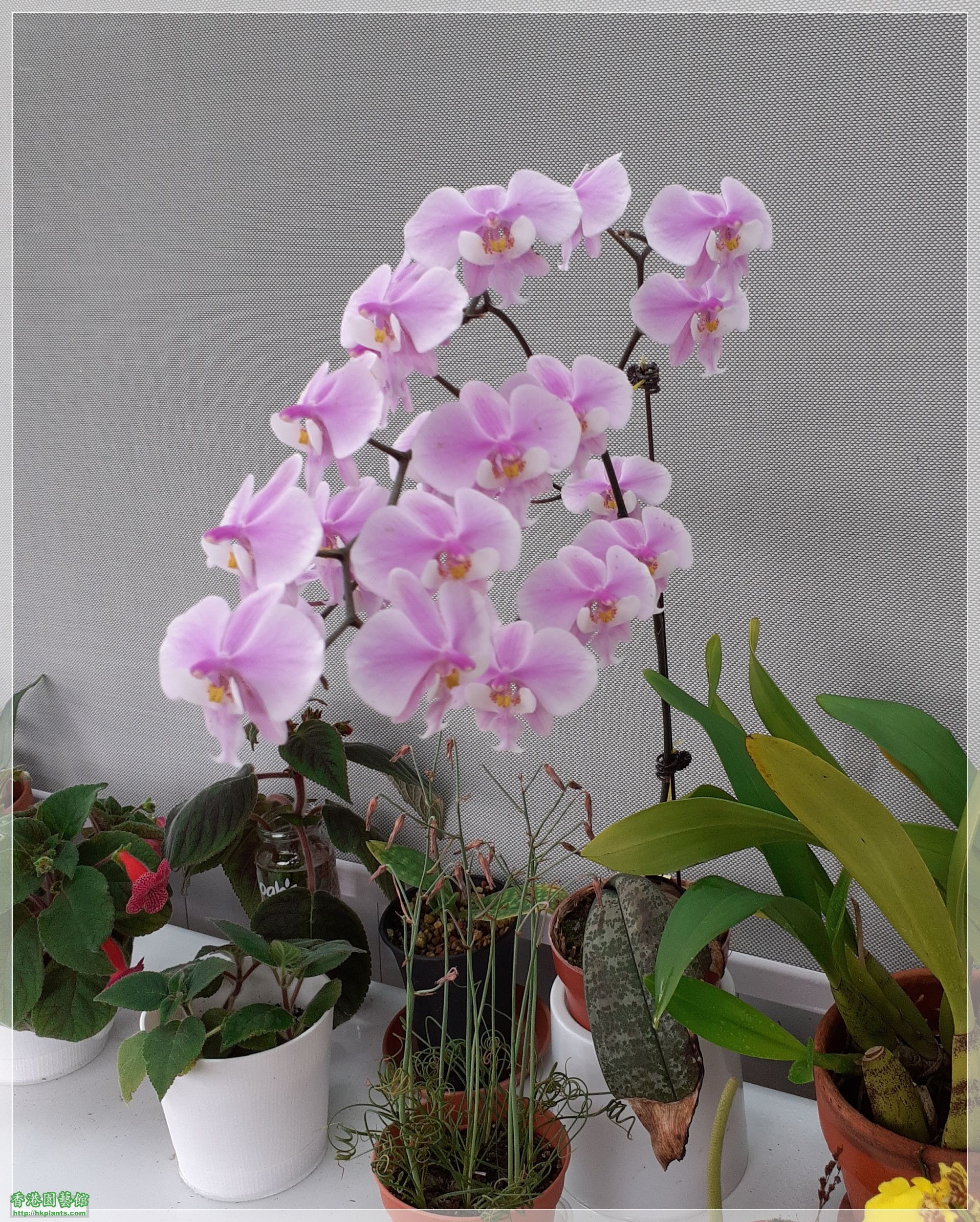 Phalaenopsis schilleriana-2022-016.jpg