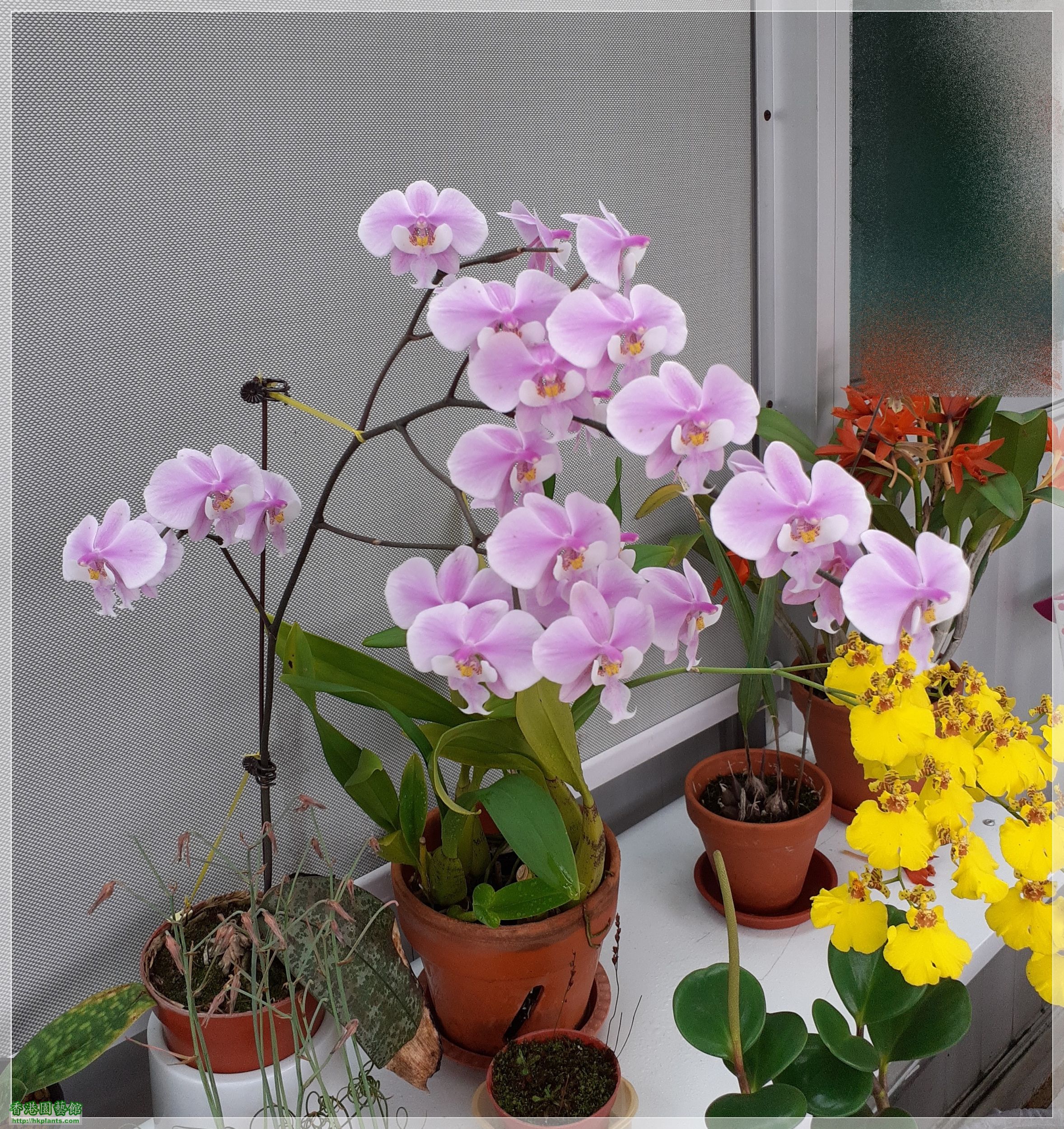 Phalaenopsis schilleriana-2022-017.jpg