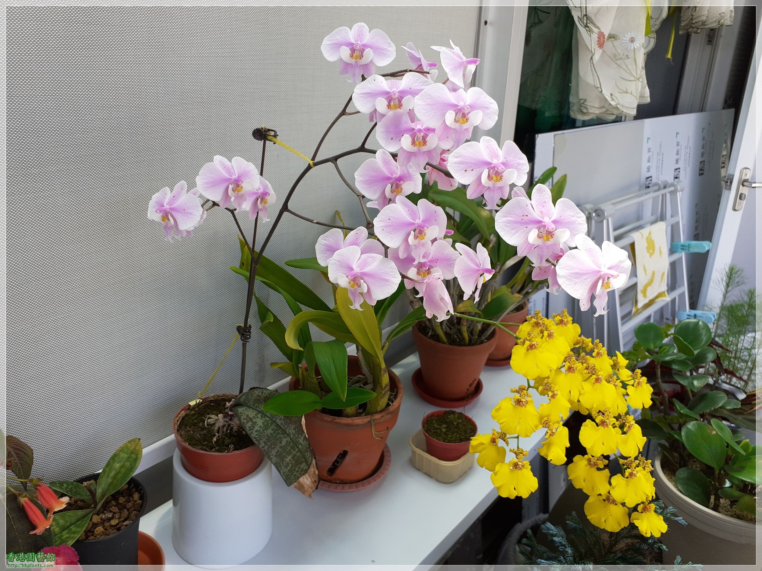 Phalaenopsis schilleriana-2022-018.jpg
