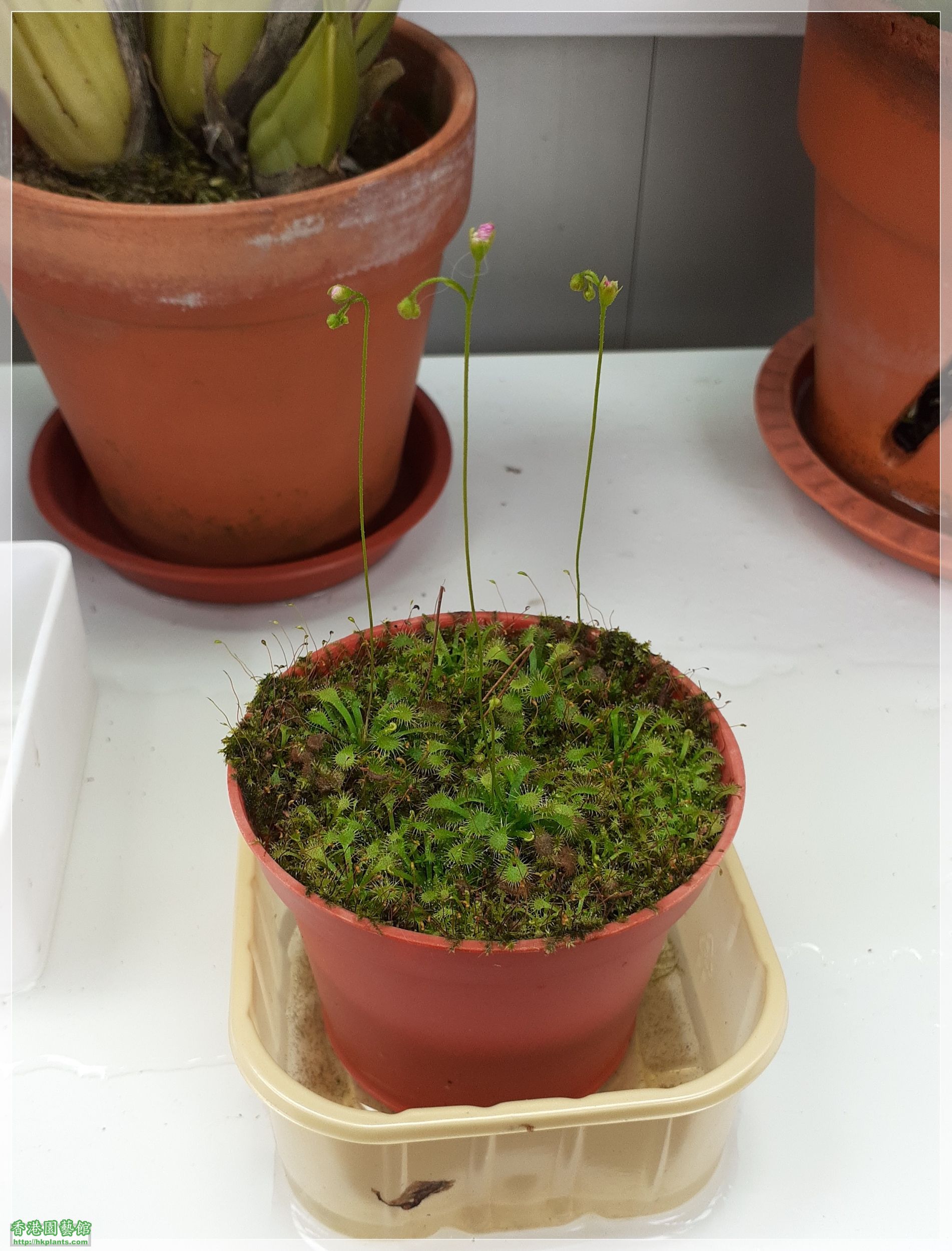 Drosera Spathulate var. Lovellae-2022-A007.jpg