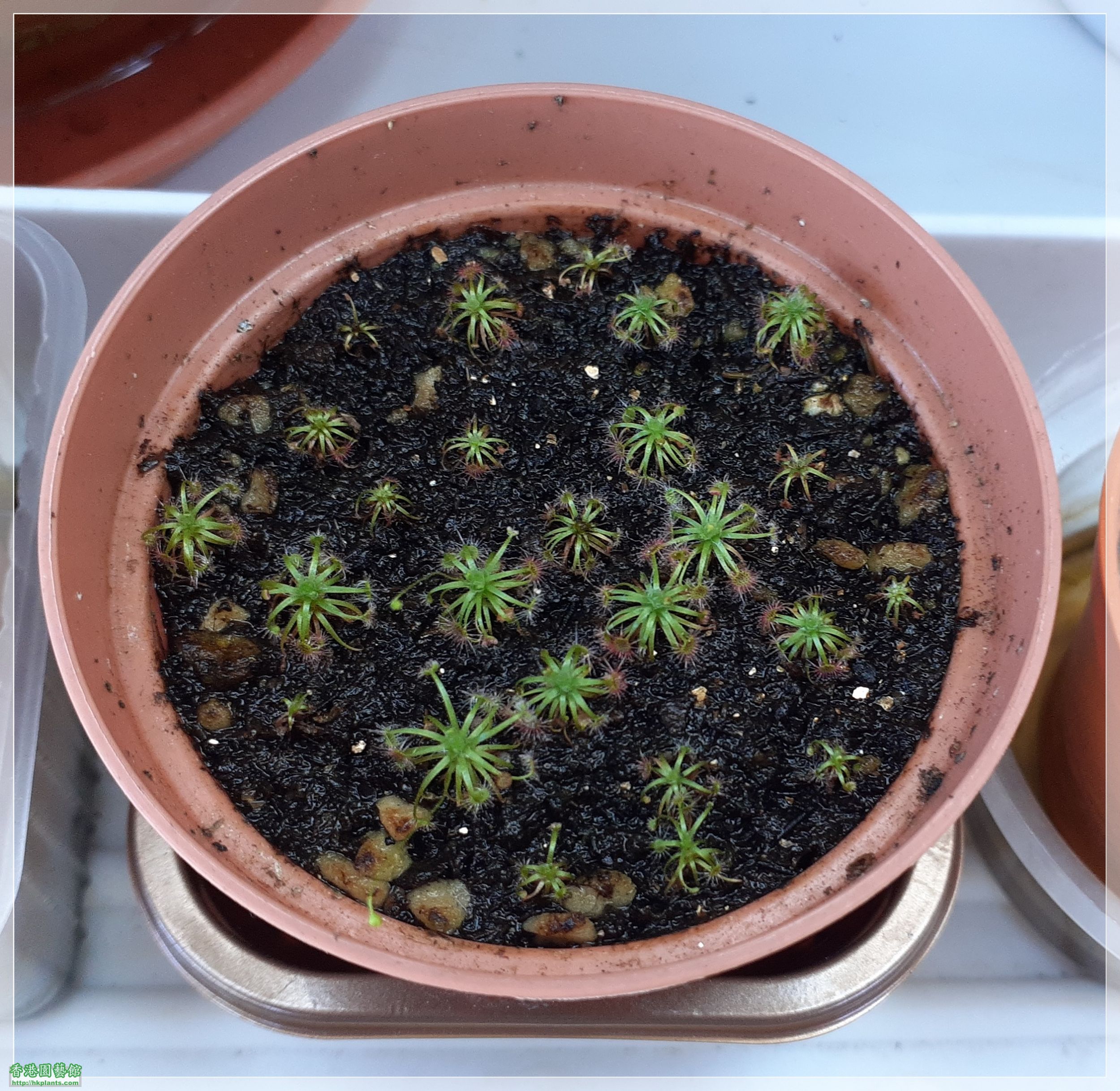 Drosera Carbarup-2022-B011.jpg