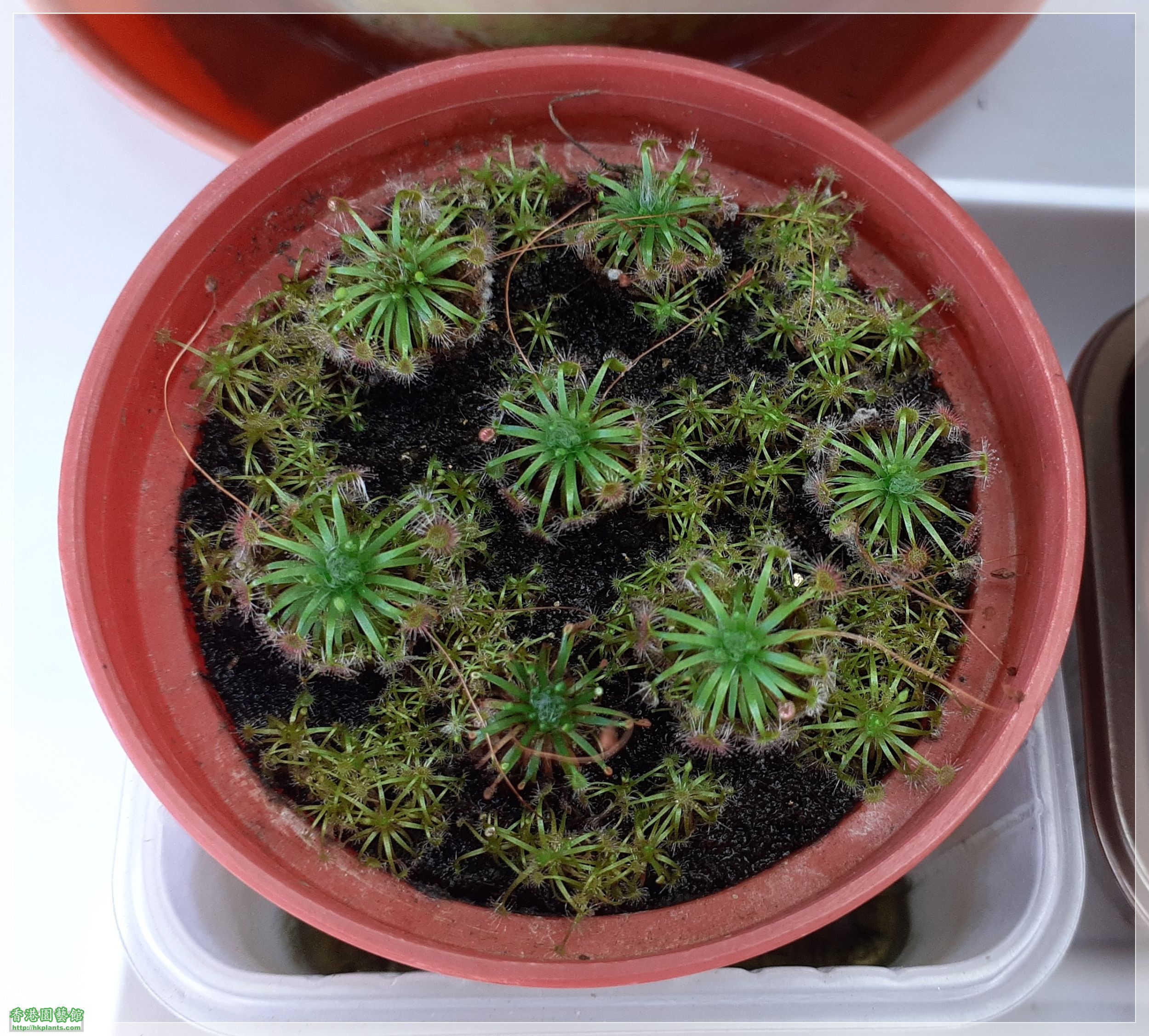 Drosera Carbarup-2022-A007.jpg