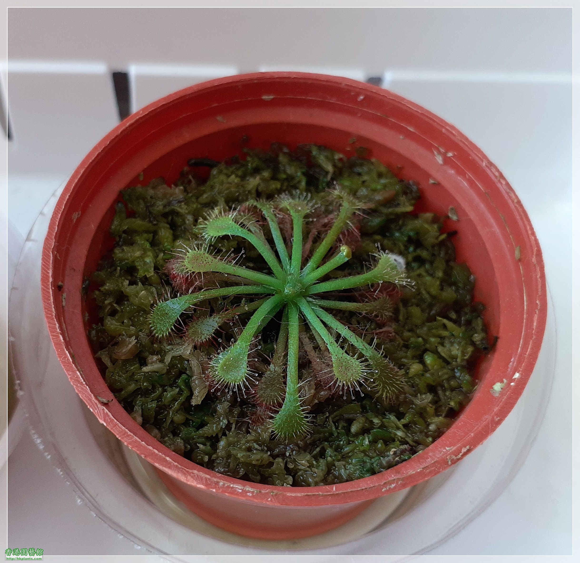 Drosera Spathulate var. Lovellae-2022-B006.jpg