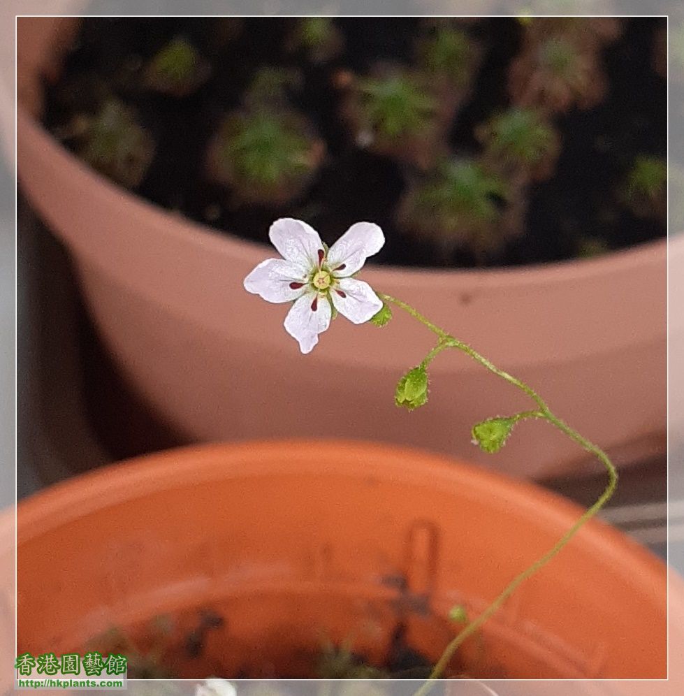 Drosera Carbarup-2022-D008.jpg