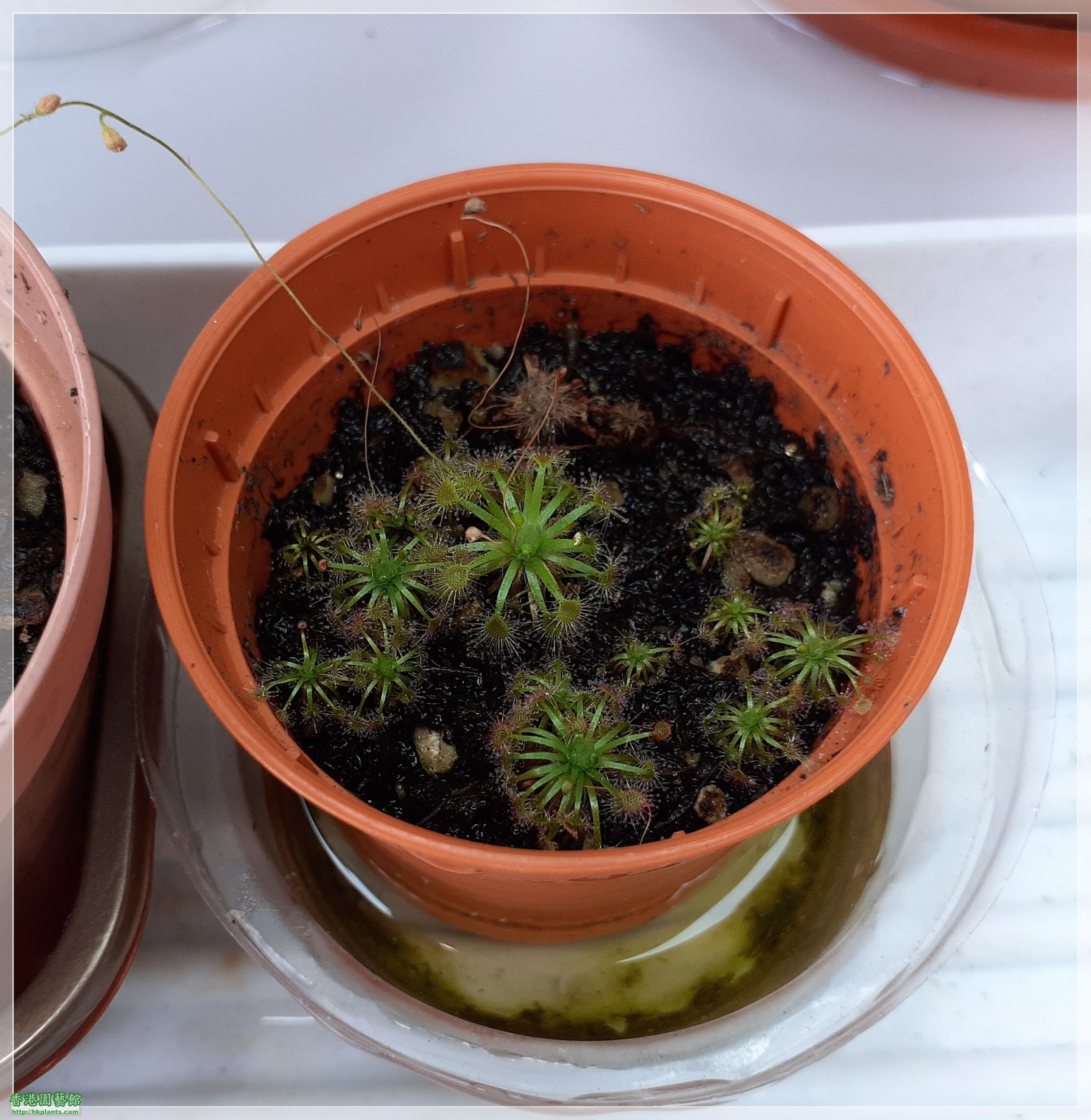 Drosera Carbarup-2022-D009.jpg