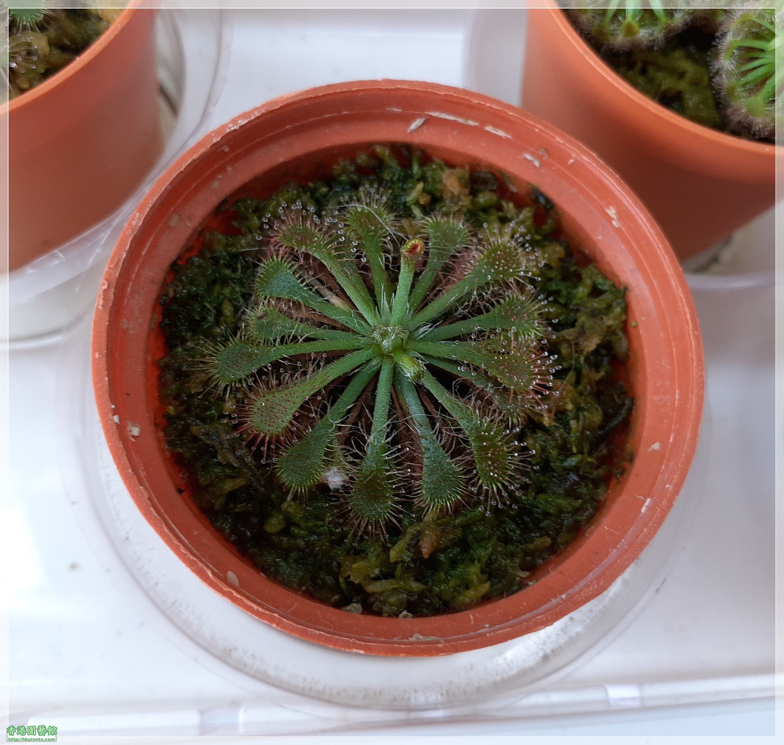 Drosera Spathulate var. Lovellae-2022-D008.jpg