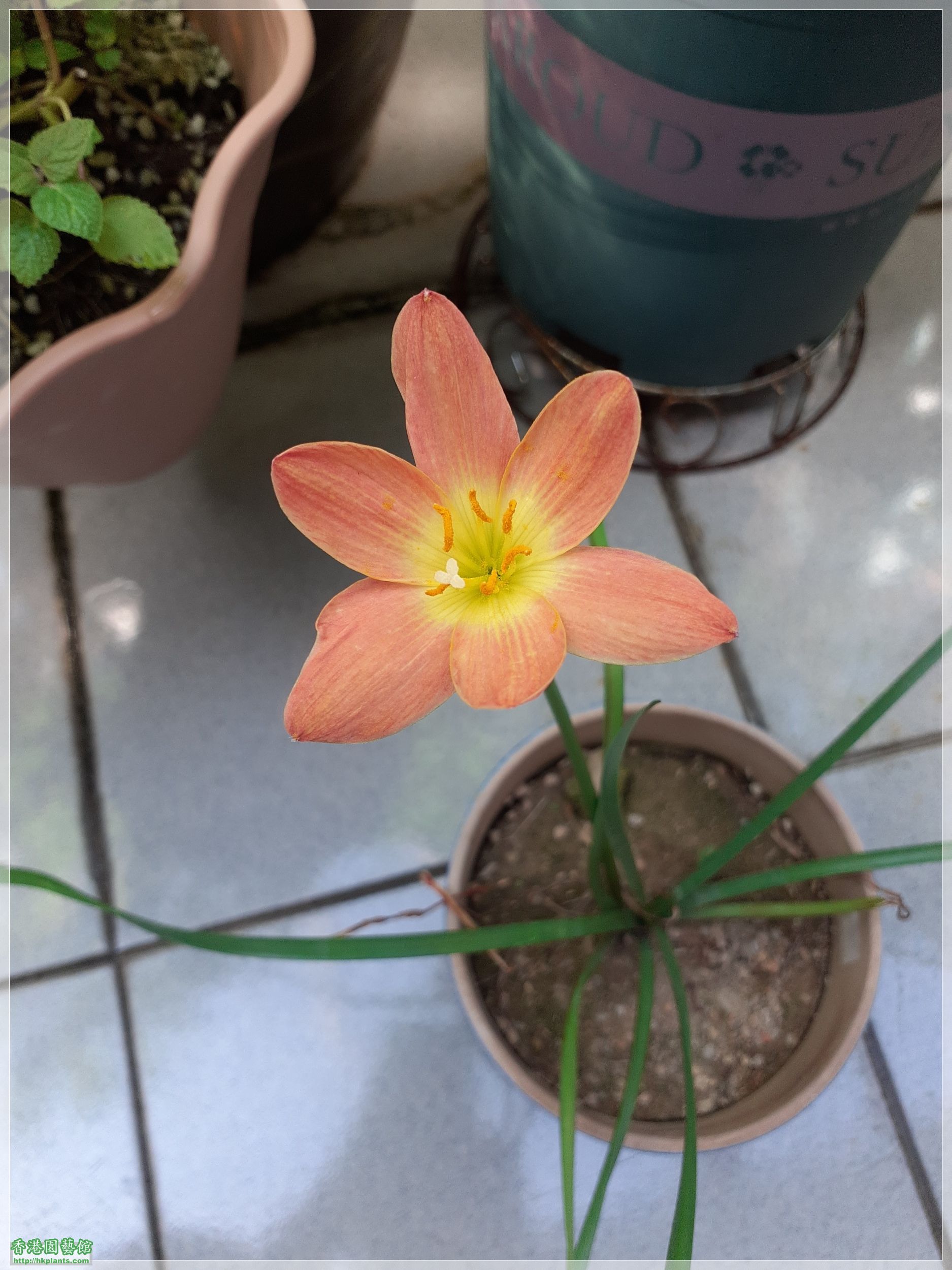 Zephyranthes Java-2022-002.jpg