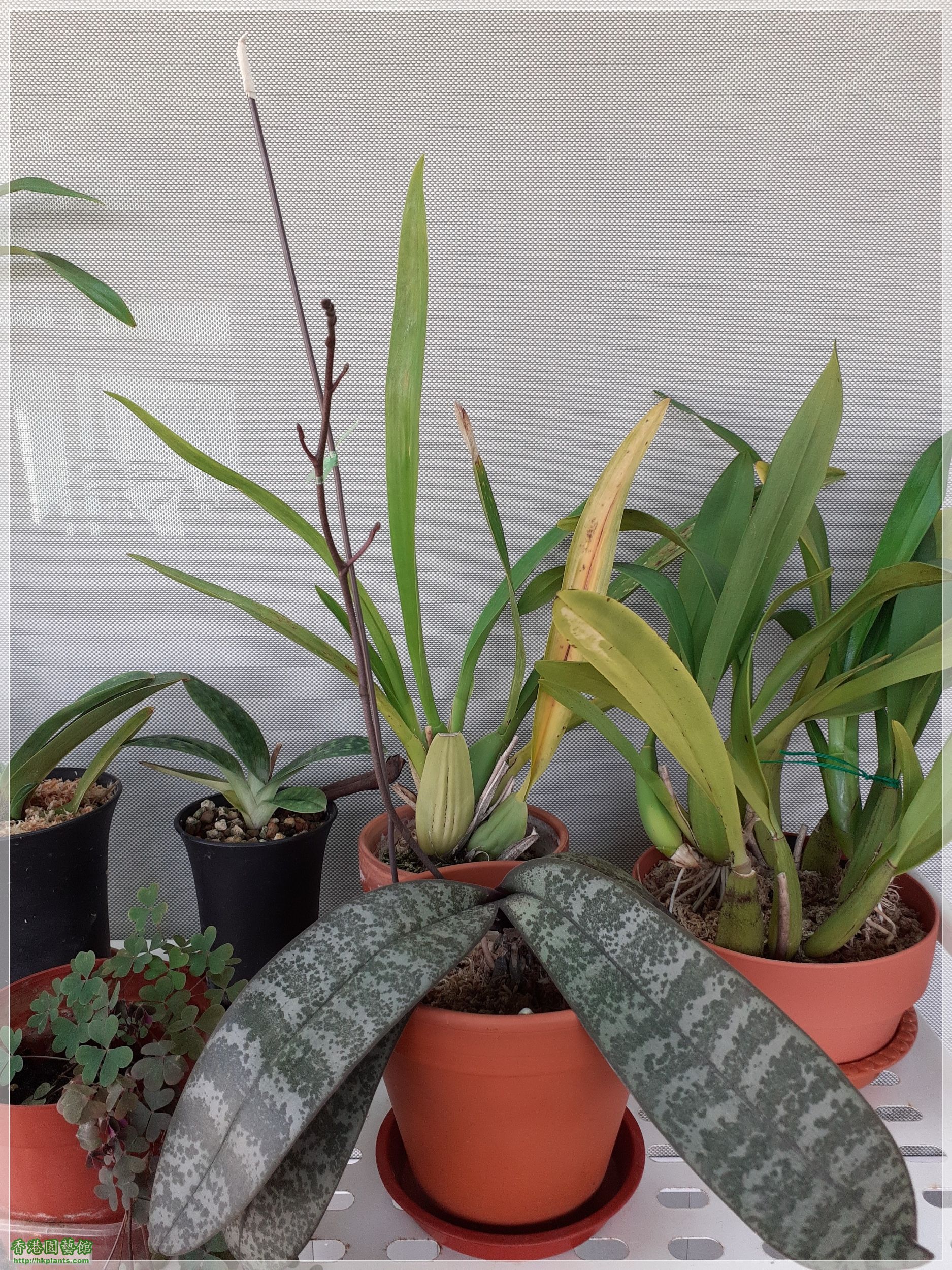 Phalaenopsis schilleriana-2023-002.jpg