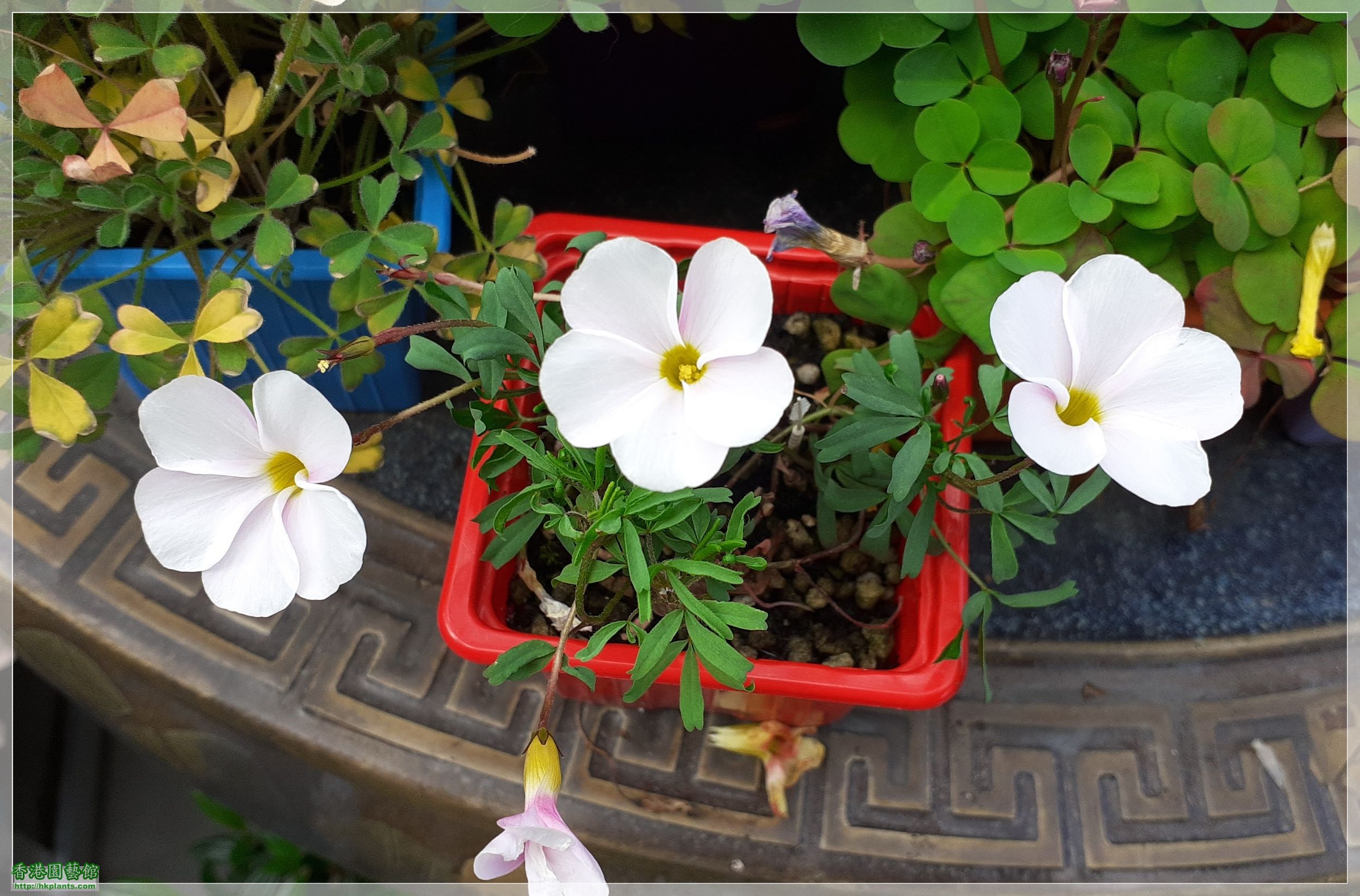 Oxalis  Glabra Pinky White-2022-002.jpg