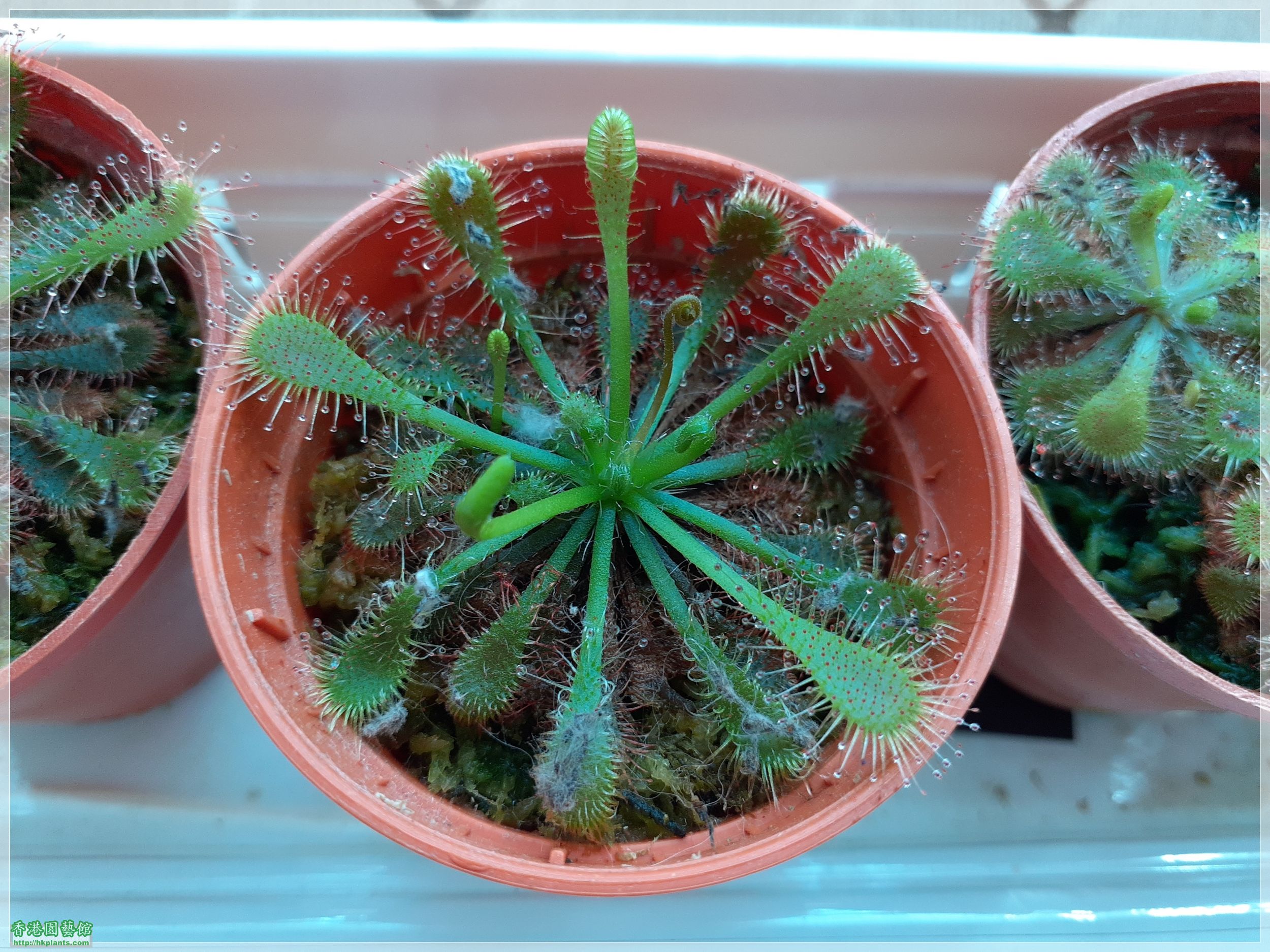 Drosera Spathulate var. Lovellae-2023-B001.jpg