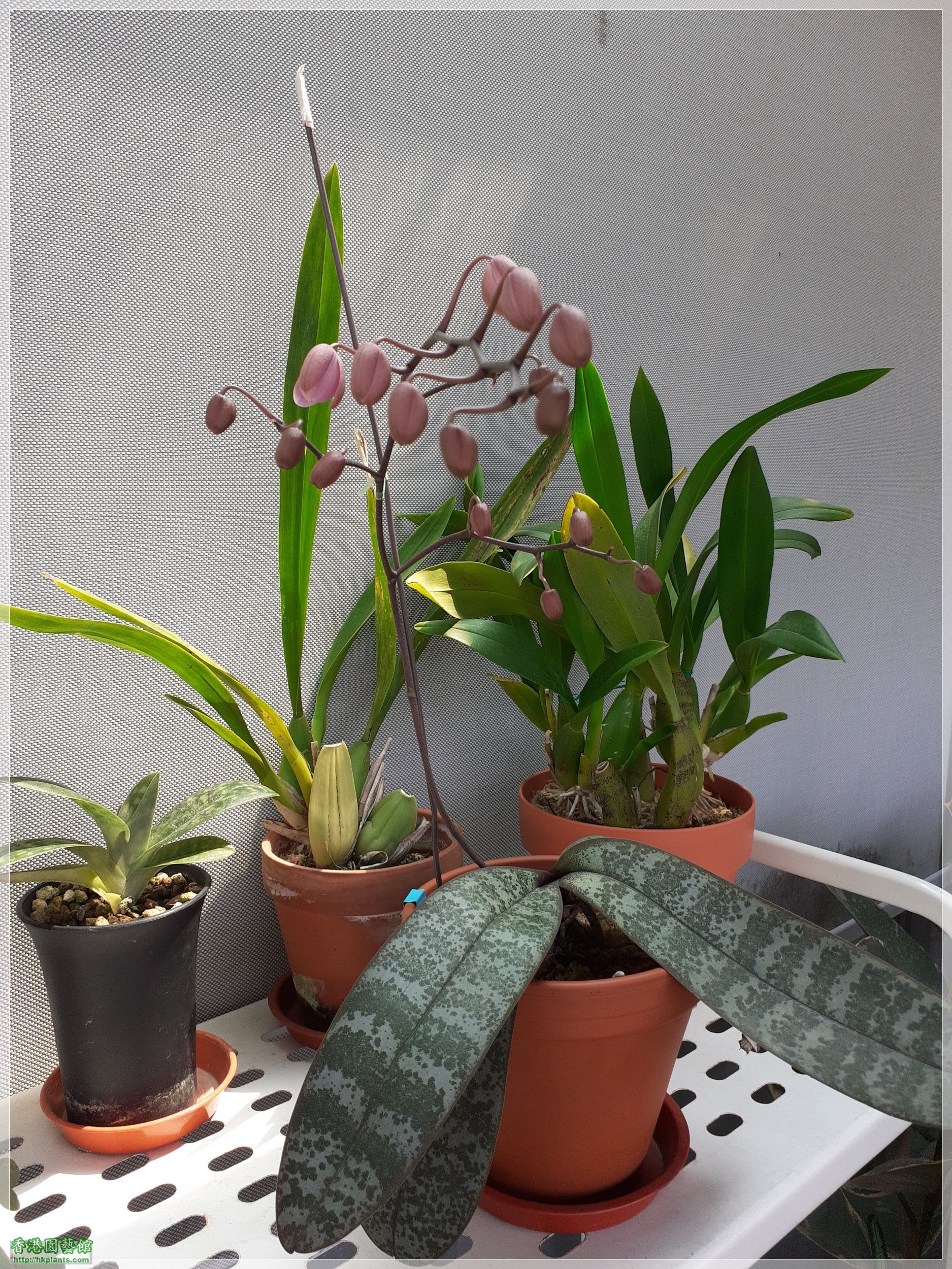 Phalaenopsis schilleriana-2023-004.jpg