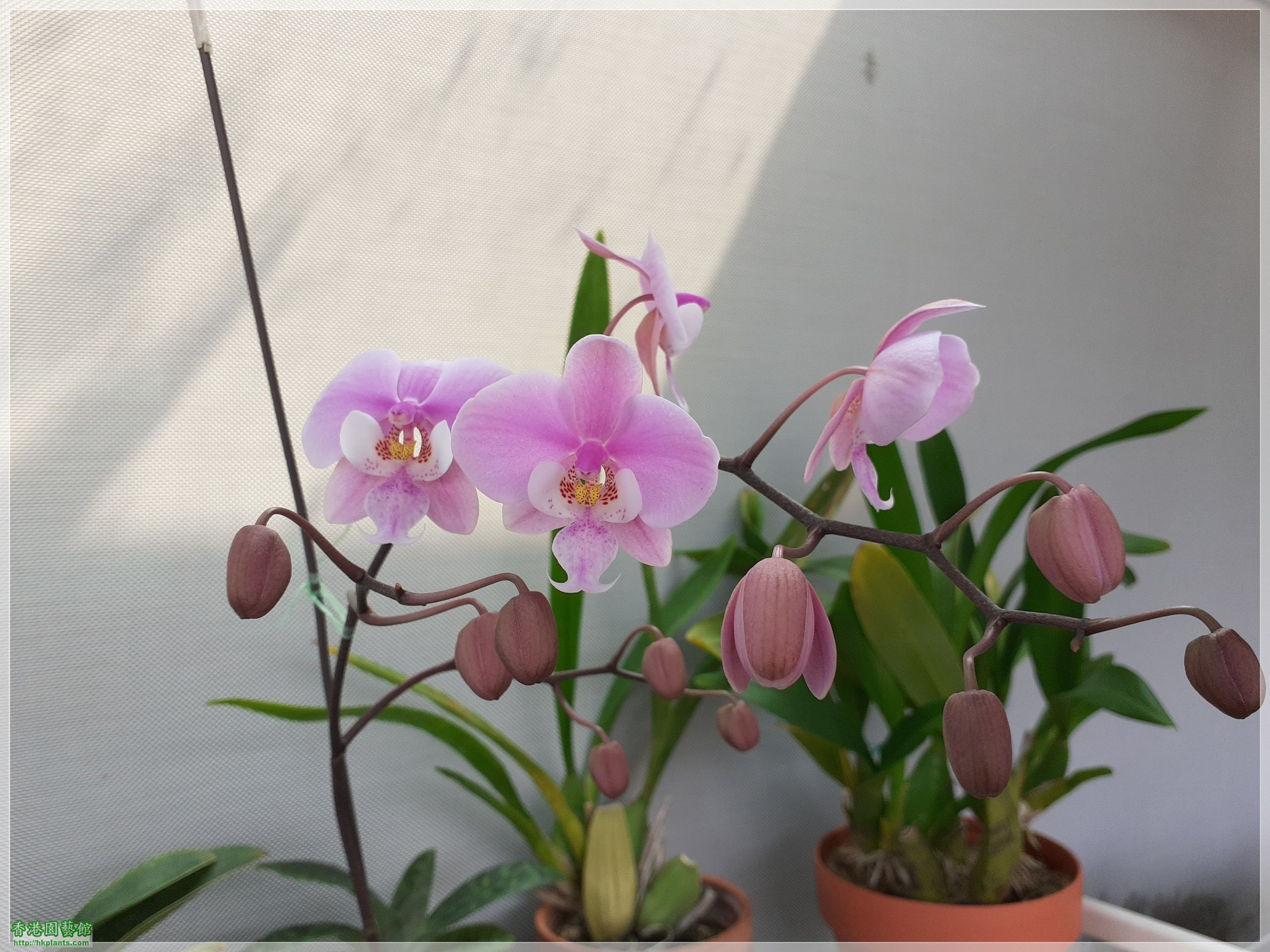 Phalaenopsis schilleriana-2023-005.jpg
