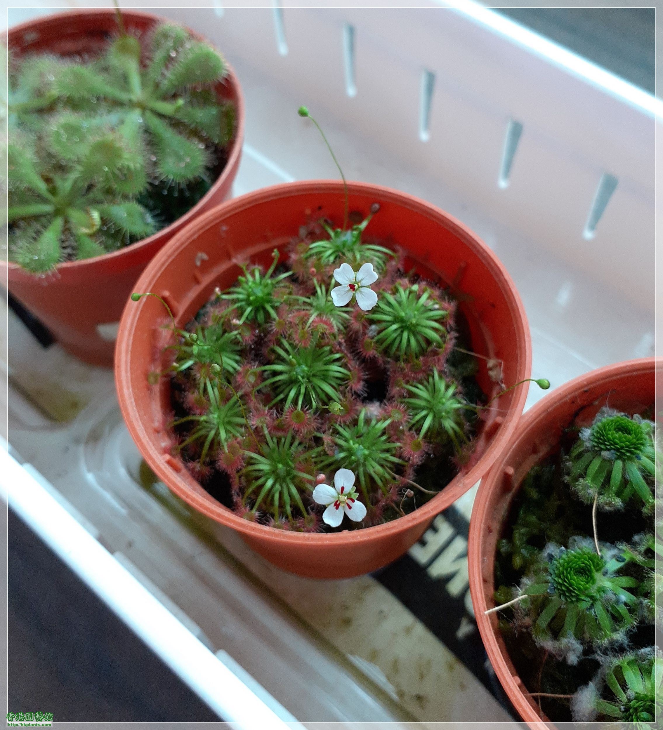 Drosera Carbarup-2023-C004.jpg