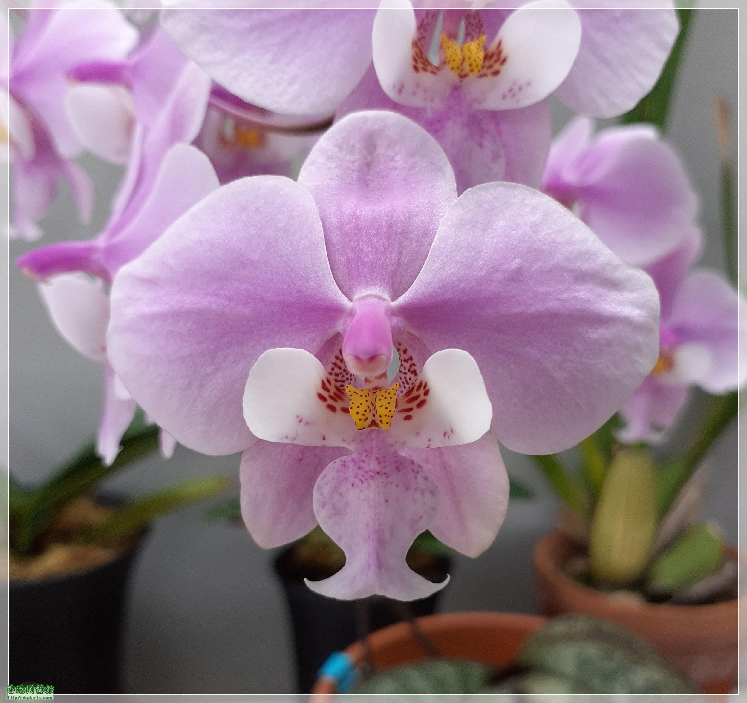 Phalaenopsis schilleriana-2023-007.jpg