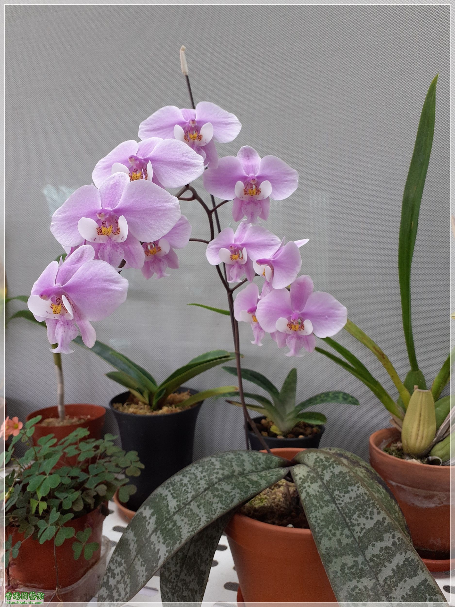 Phalaenopsis schilleriana-2023-009.jpg