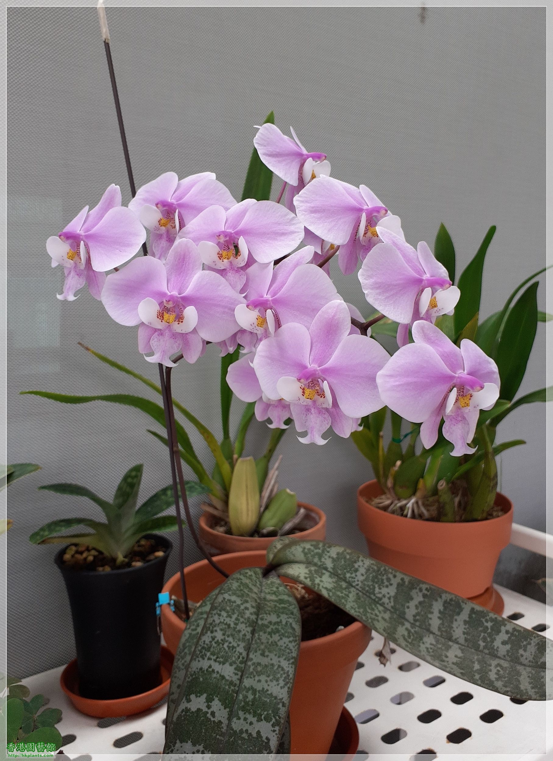 Phalaenopsis schilleriana-2023-011.jpg
