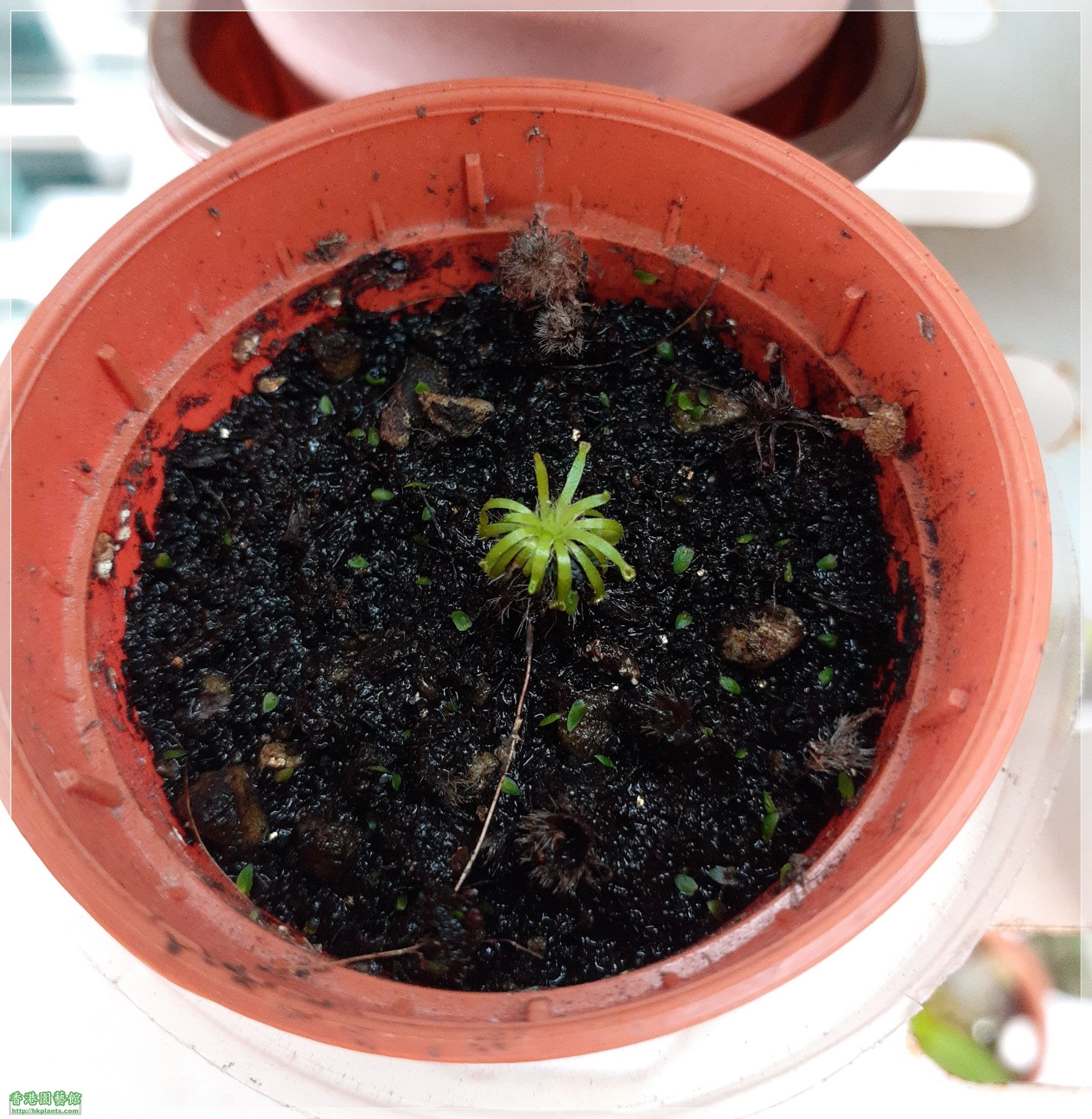 Drosera Carbarup-2023-D001.jpg