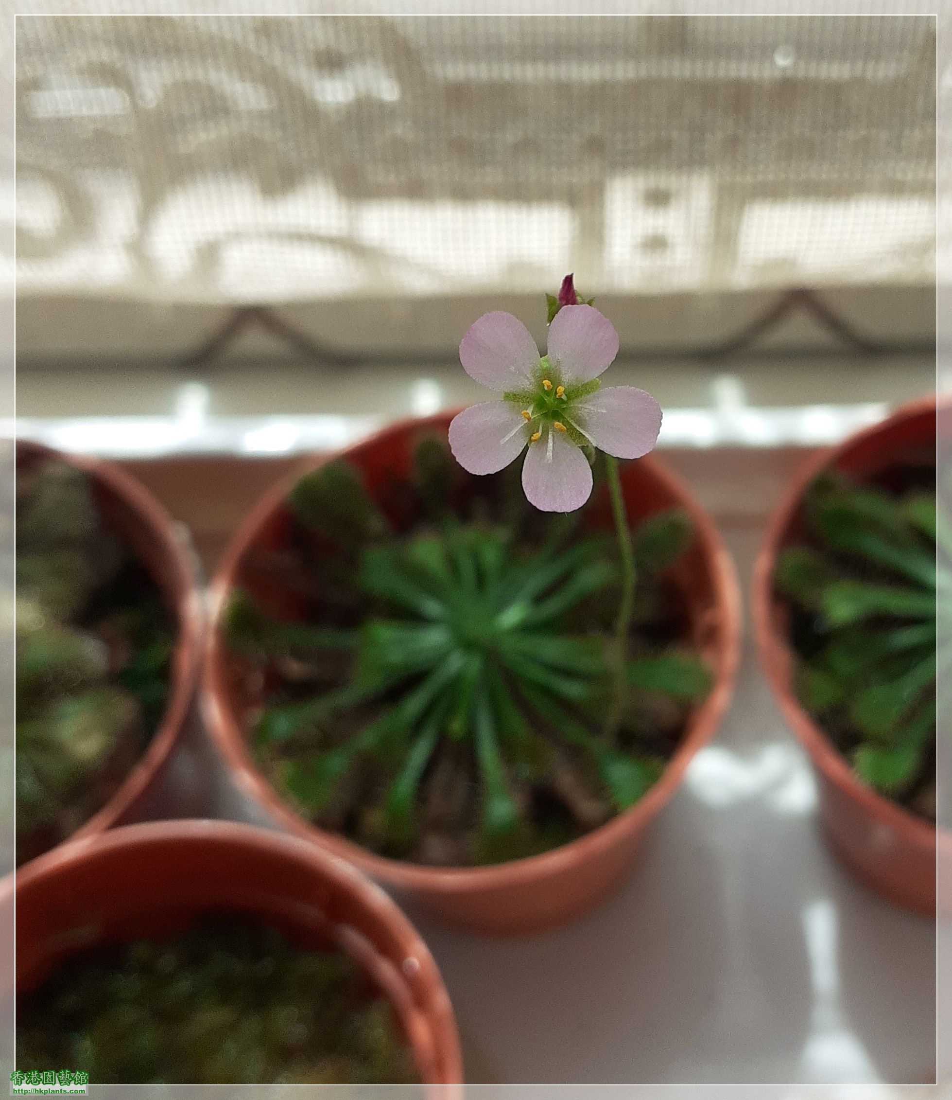 Drosera Spathulate var. Lovellae-2023-B005.jpg