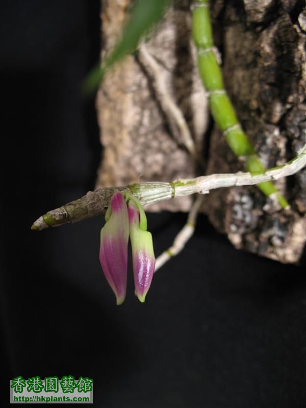 Dendrobium  victoria-reginae (2).JPG