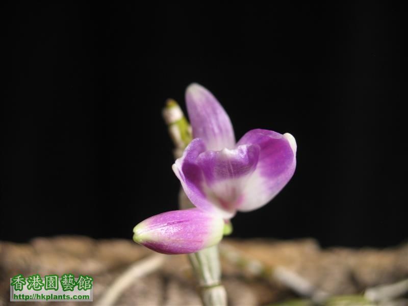 Dendrobium  victoria-reginae (7).JPG