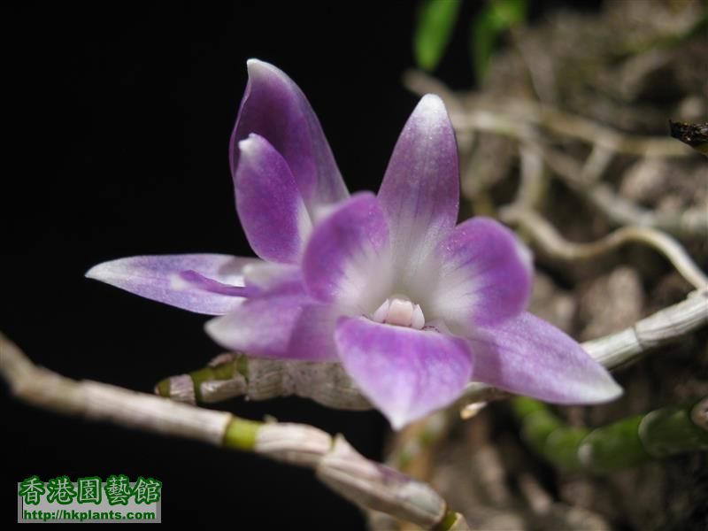Dendrobium  victoria-reginae (11).JPG