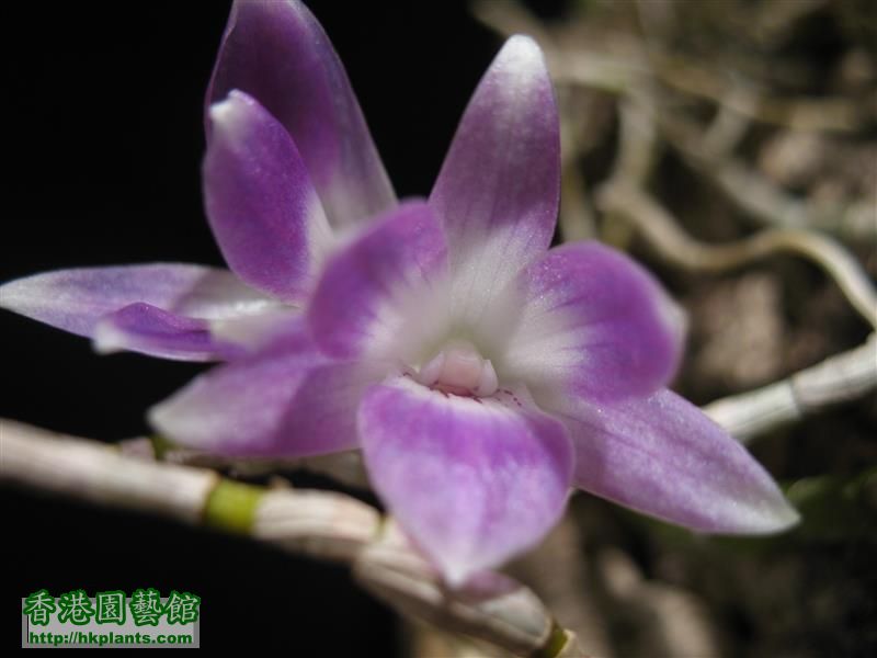 Dendrobium  victoria-reginae (12).JPG