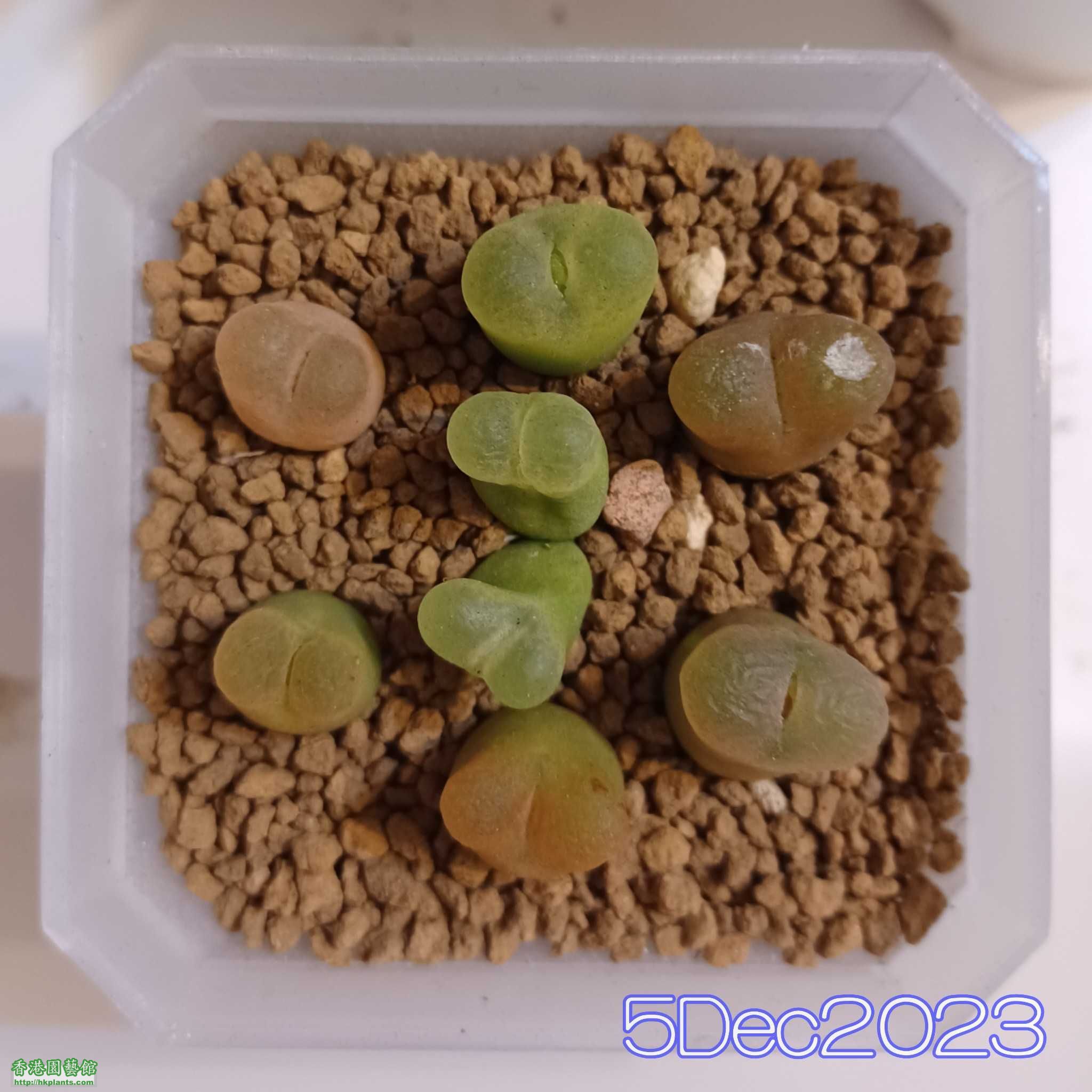 CM_Photogrid_1701778278389.jpg