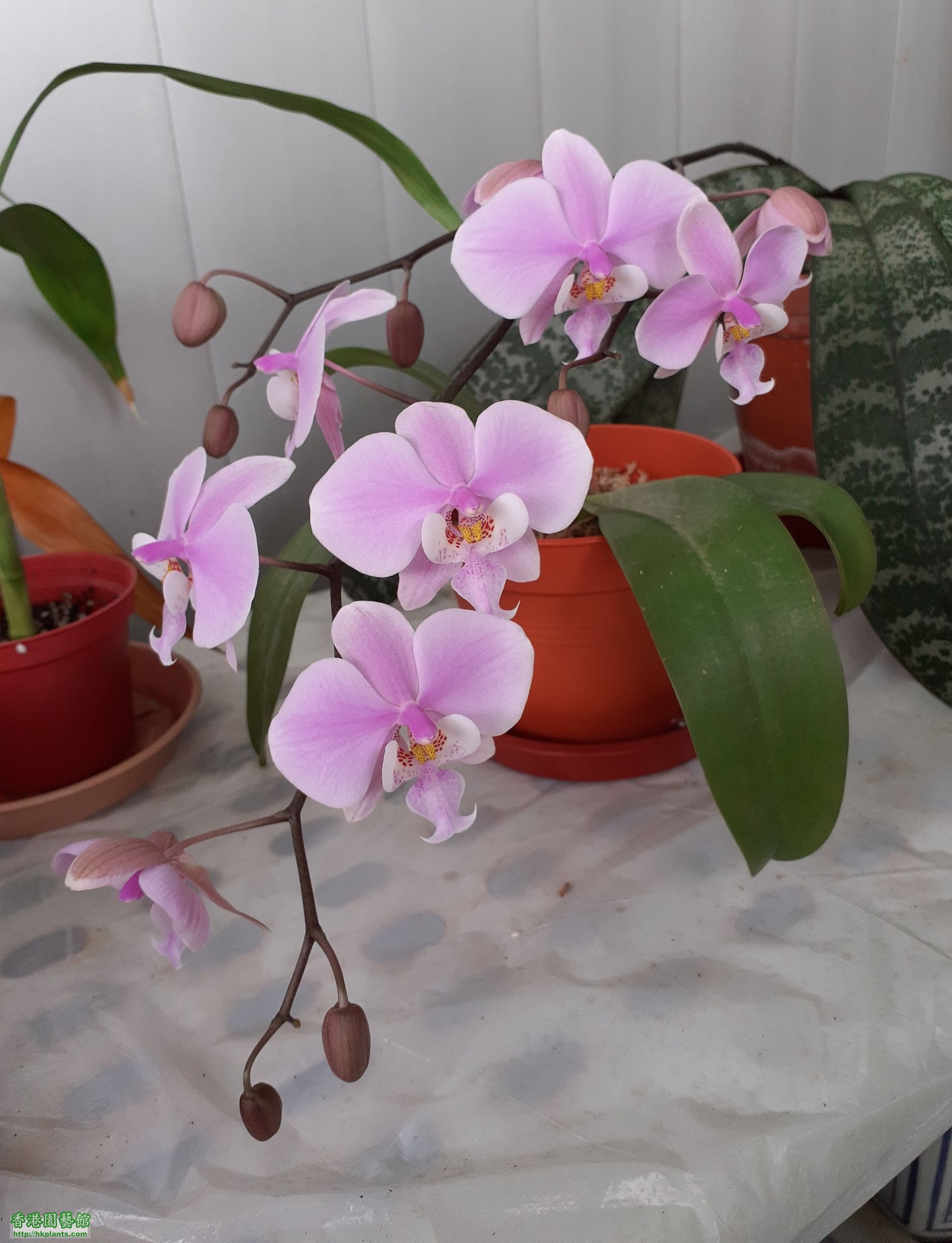 Phalaenopsis schilleriana-2024-004.jpg