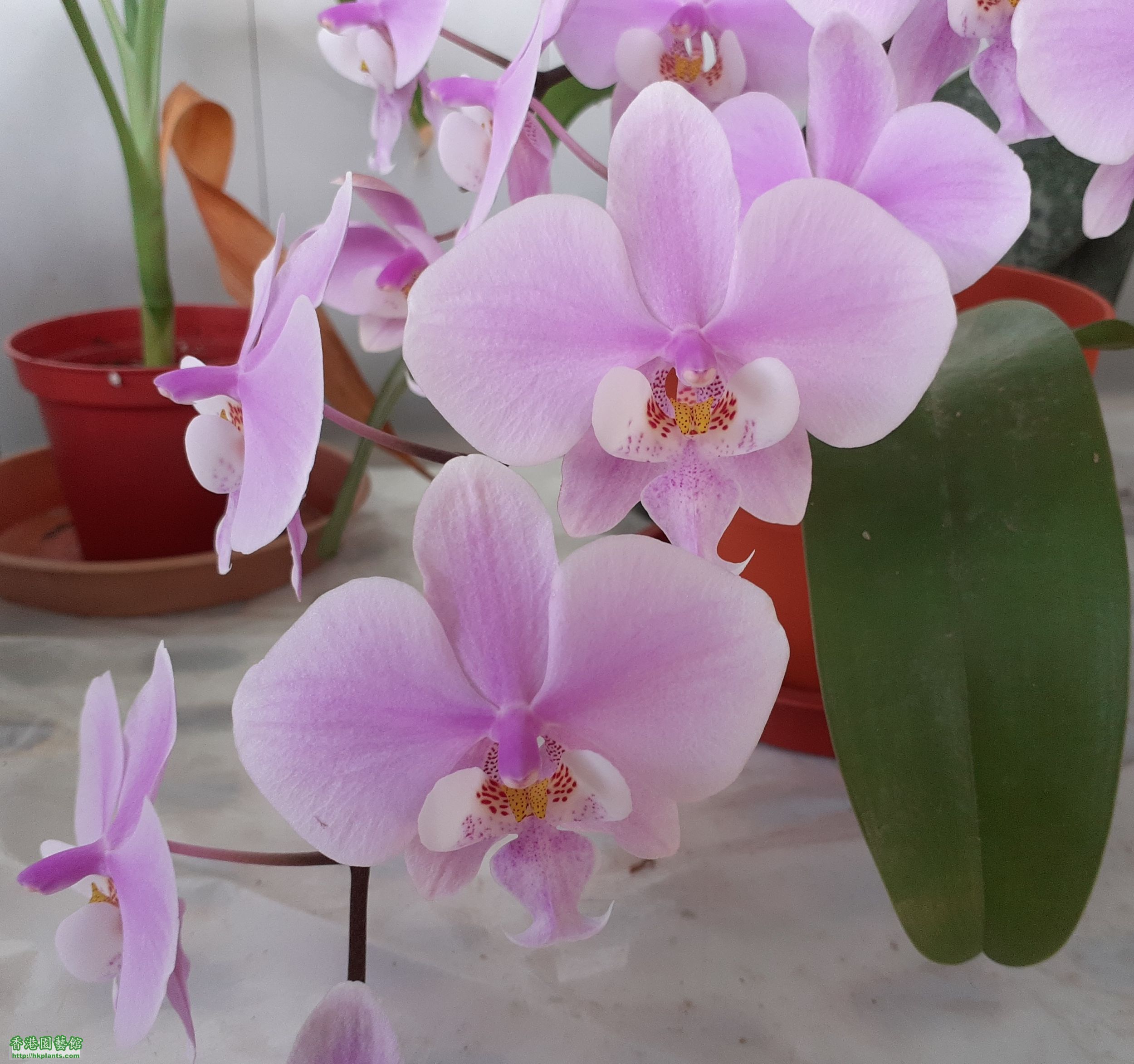 Phalaenopsis schilleriana-2024-009.jpg