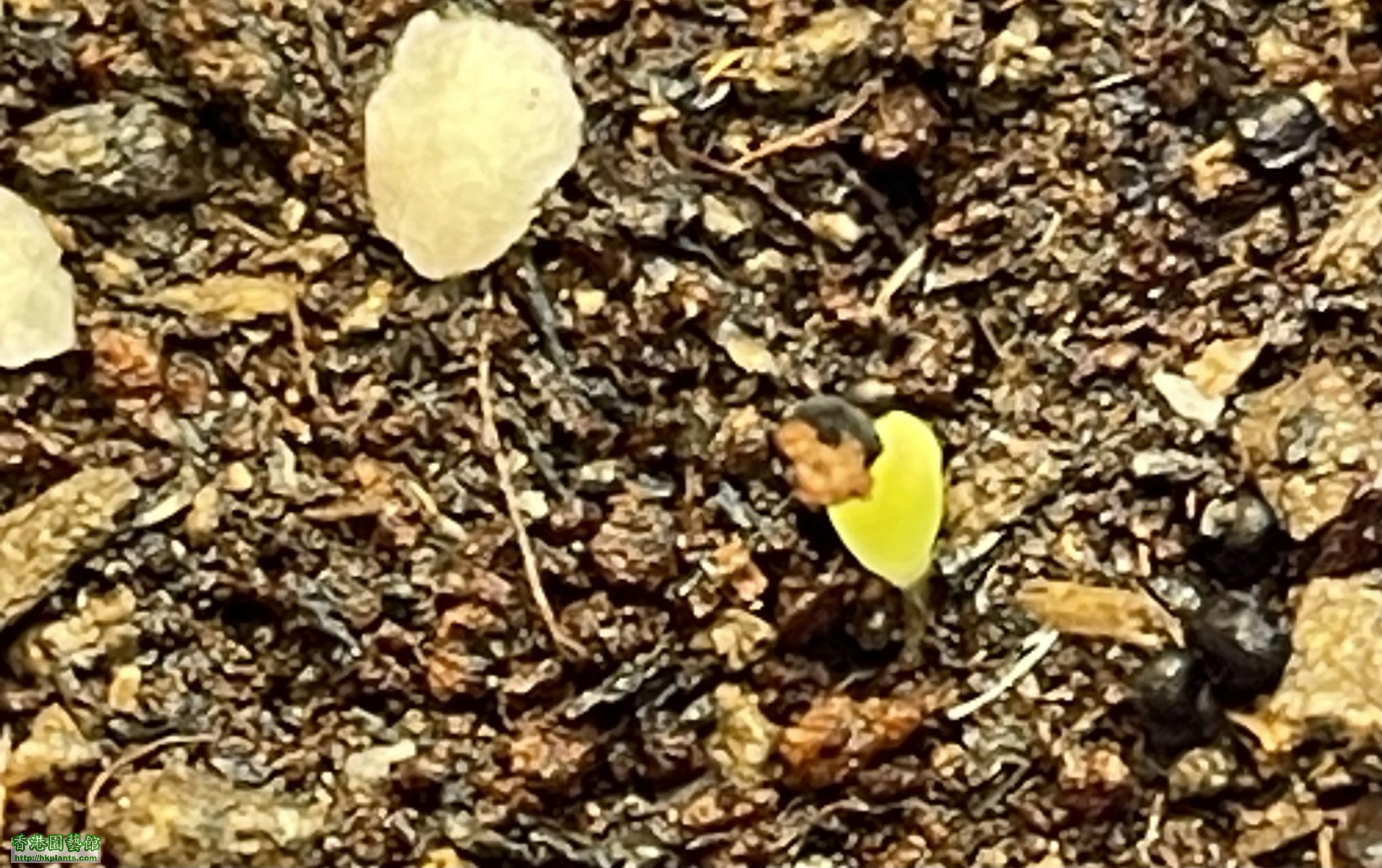 龜甲牡丹種子成長